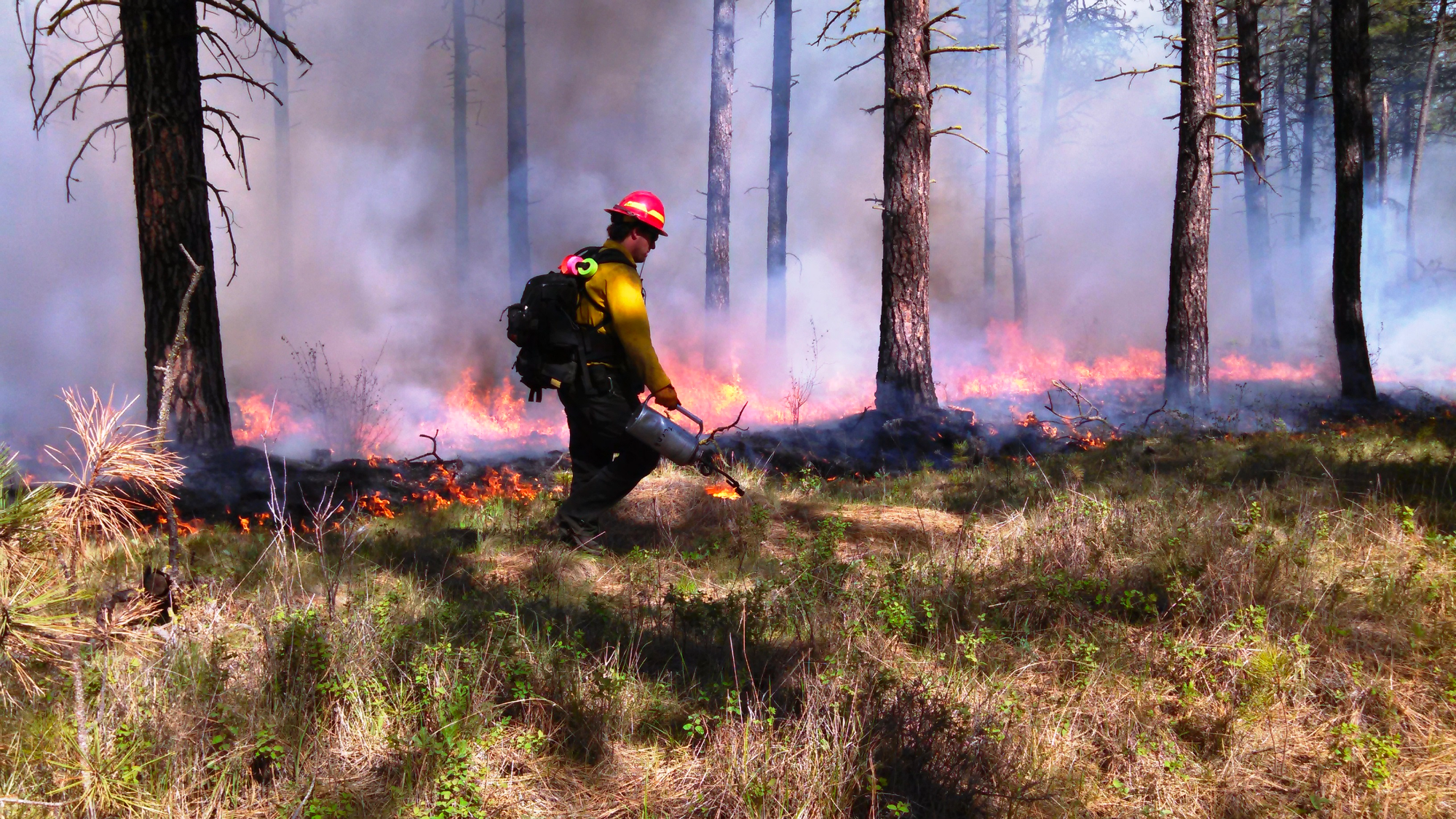 prescribed burn in pine forest