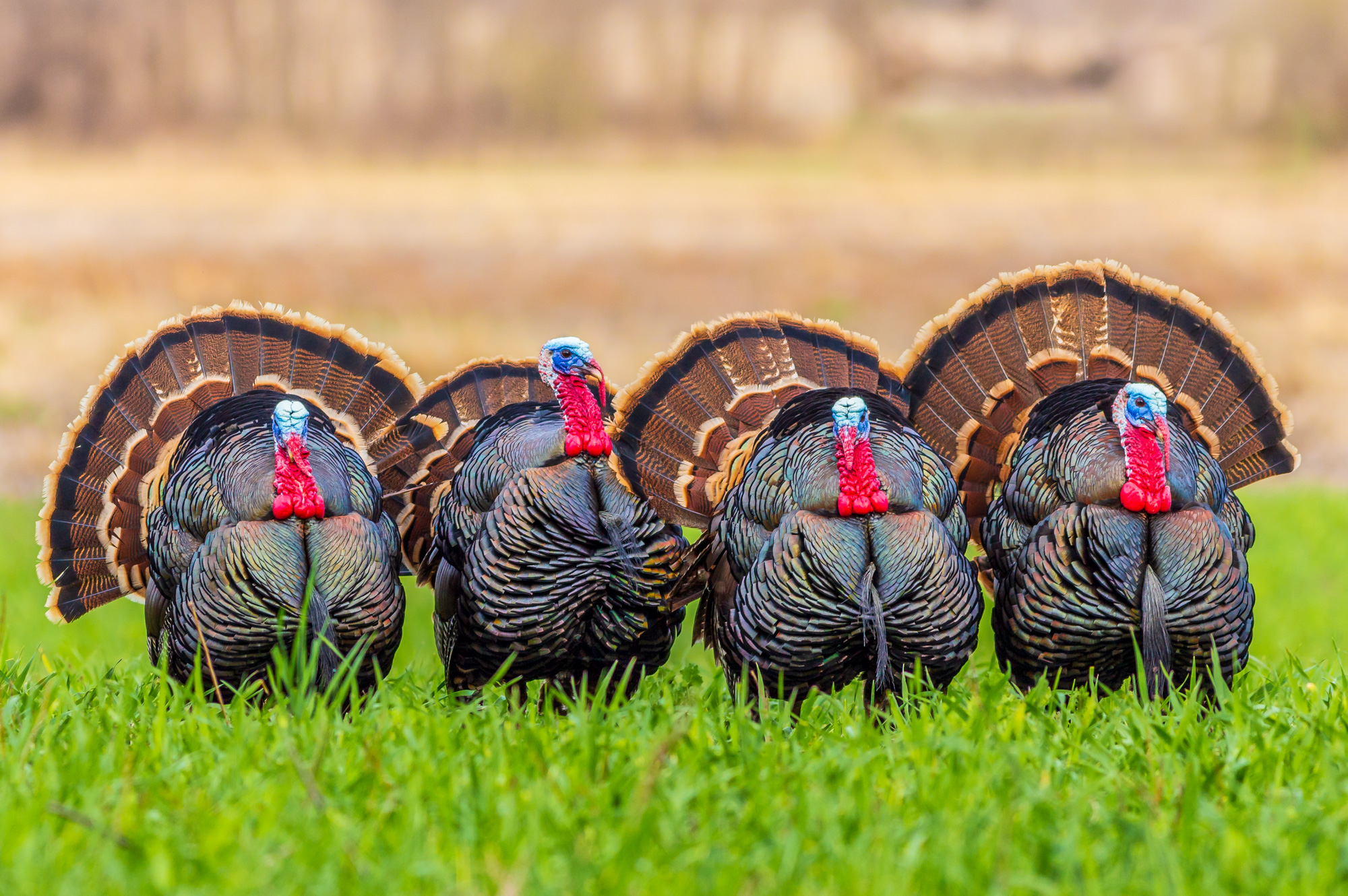 Birds of a Feather: The Turkey Subspecies – First For Wildlife