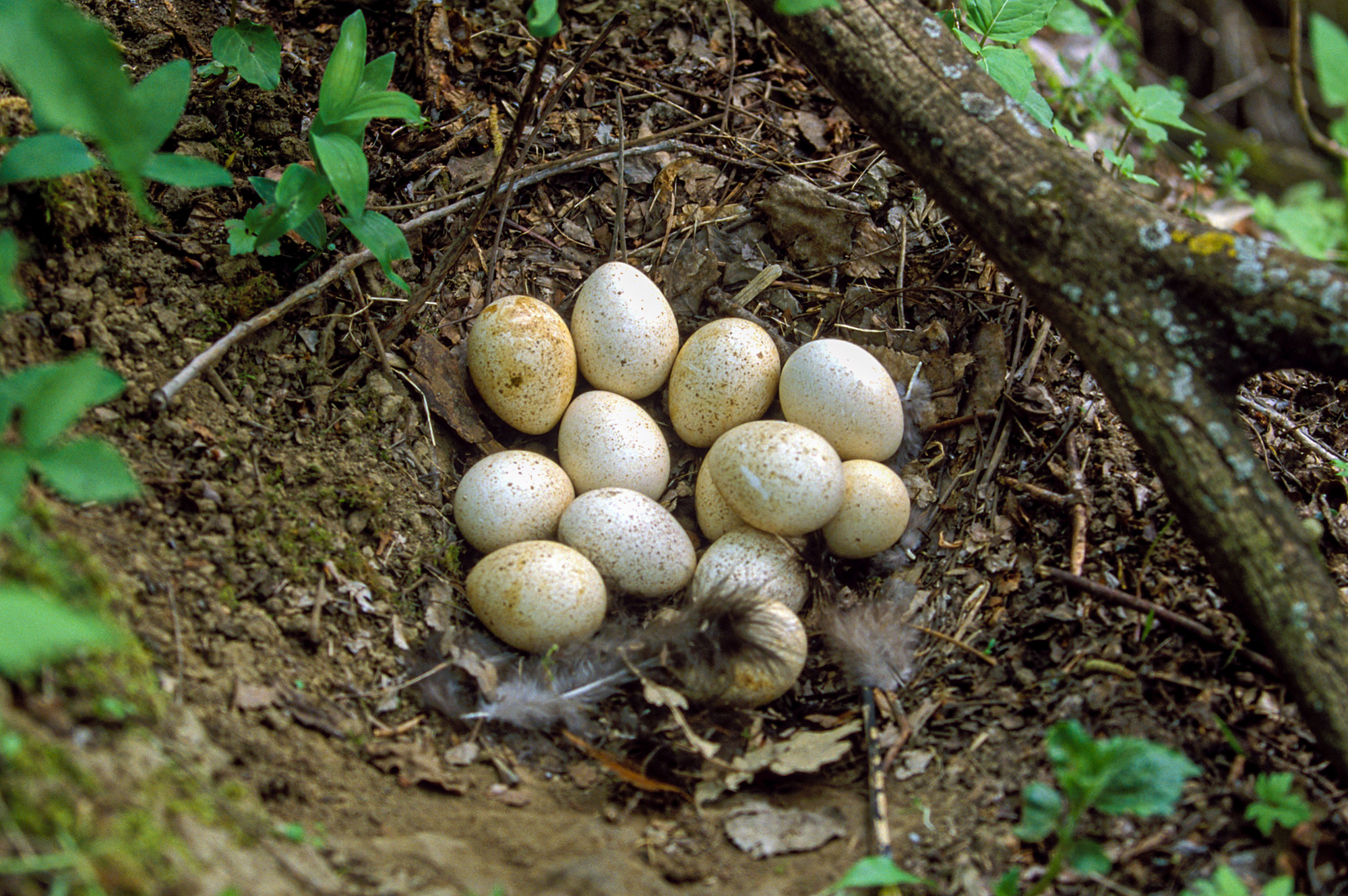 what does a turkey nest look like