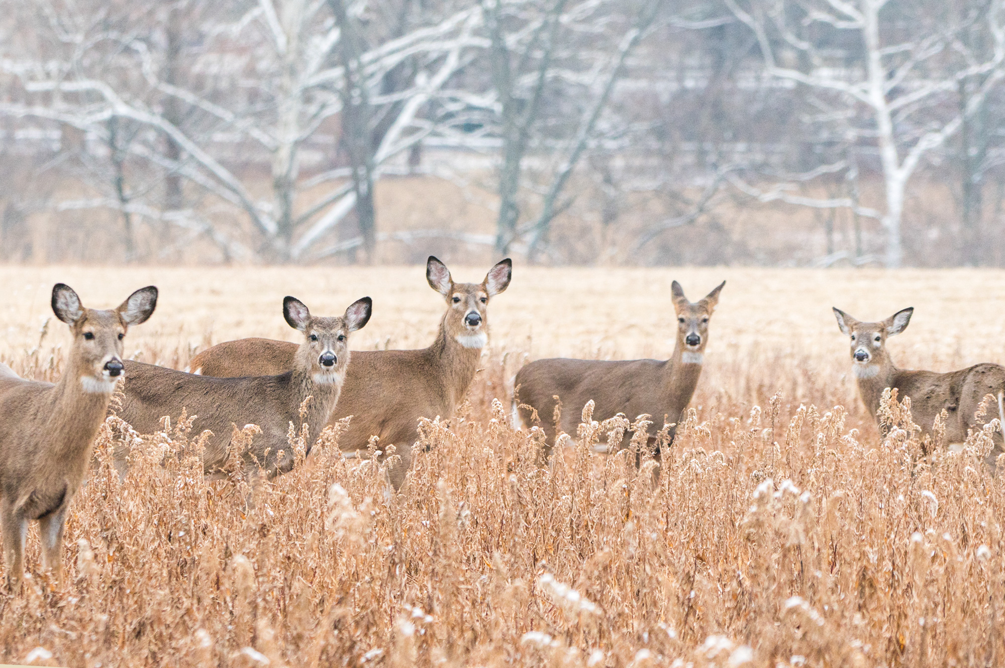 white-tailed deer in a field in the snow