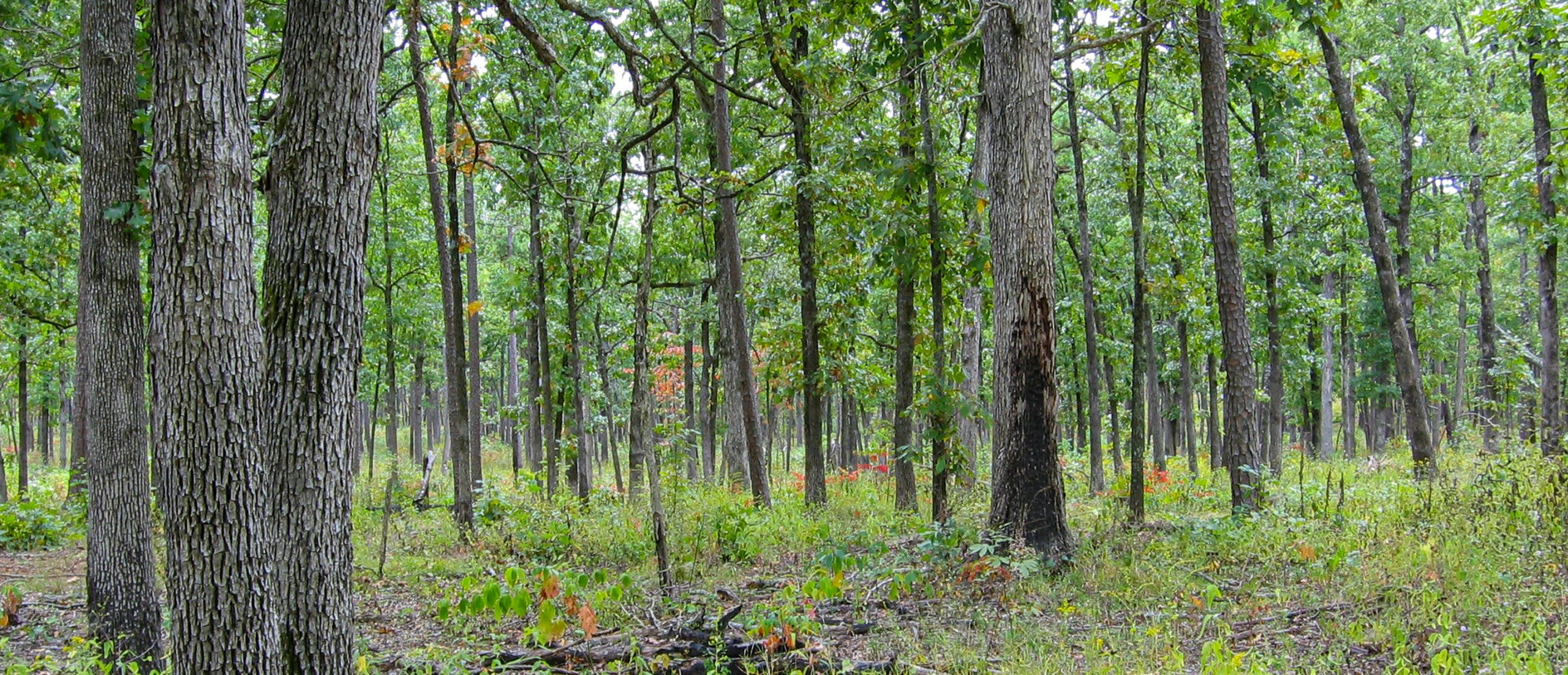 hardwood forest