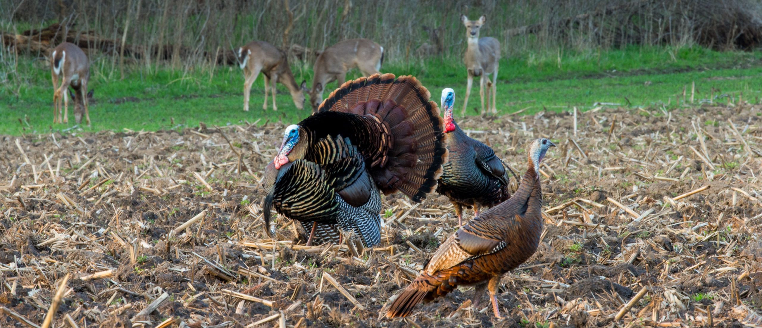 wild turkeys in a field with deer in the background