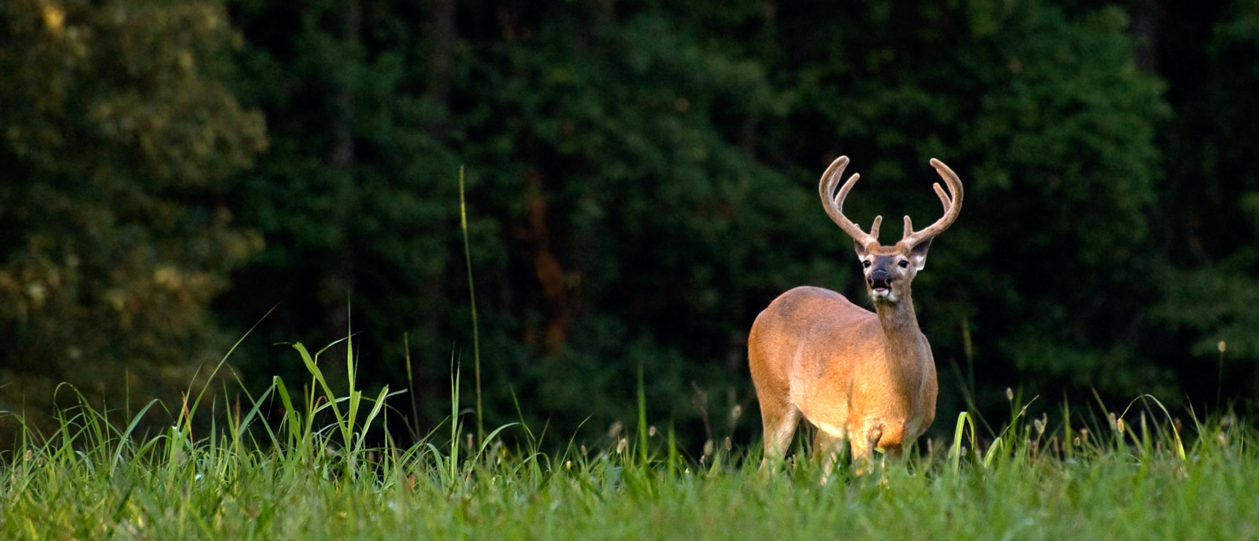 mature white-tailed buck white-tailed deer in a field