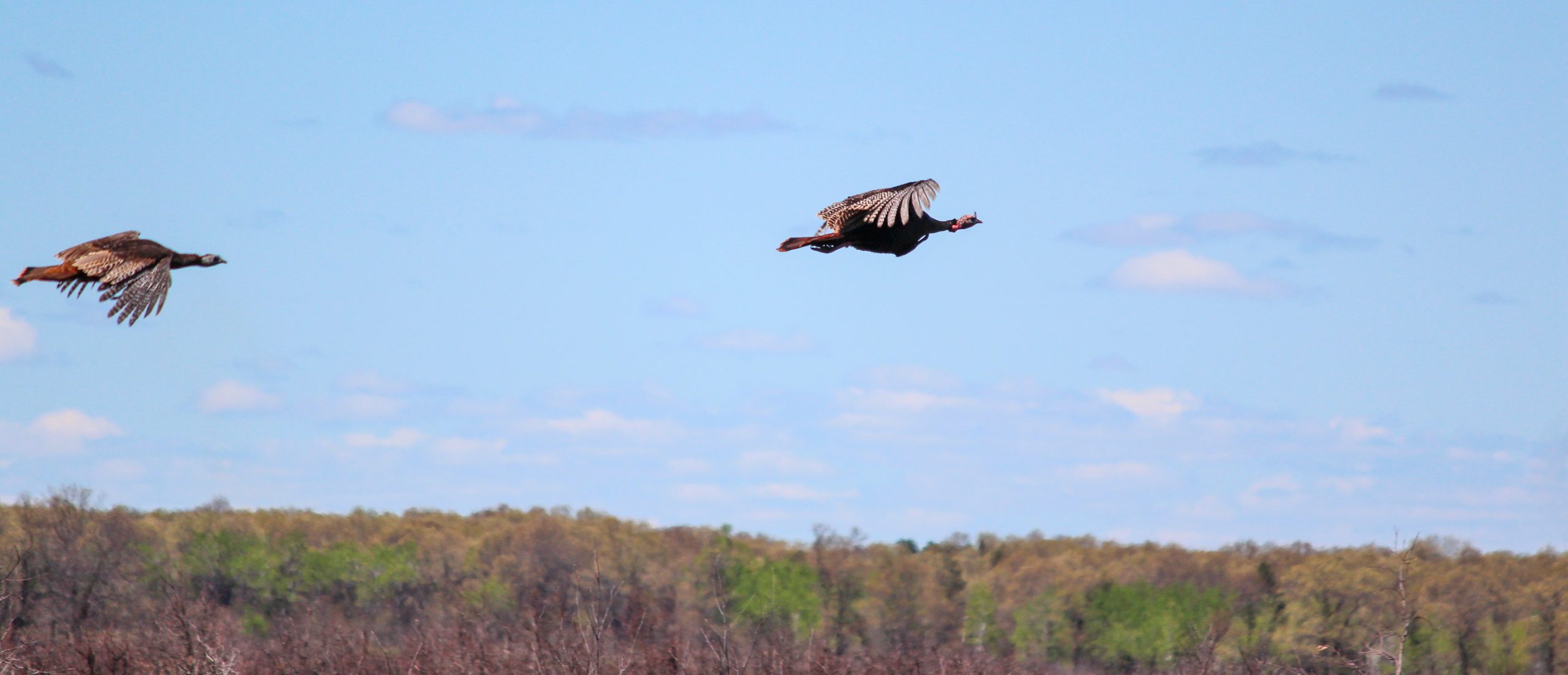 two wild turkeys flying