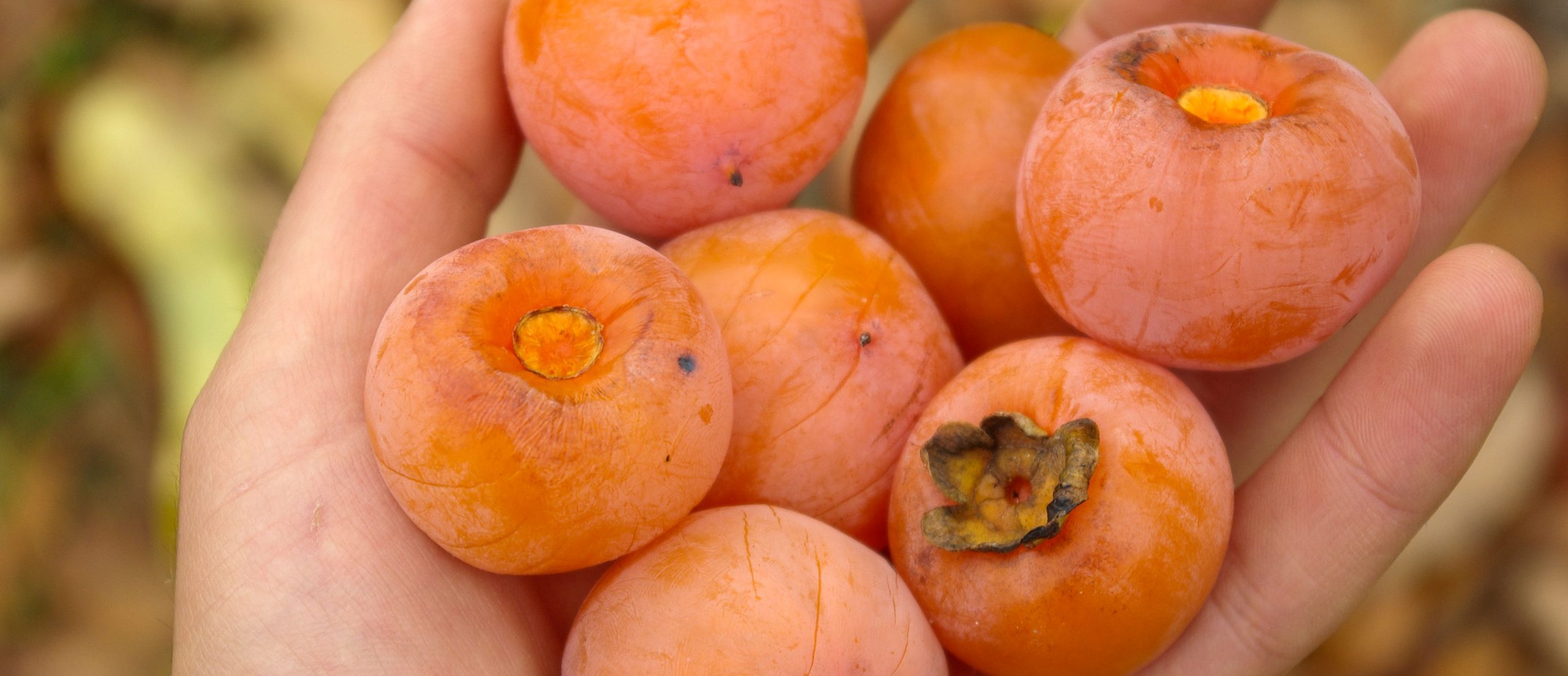 persimmons