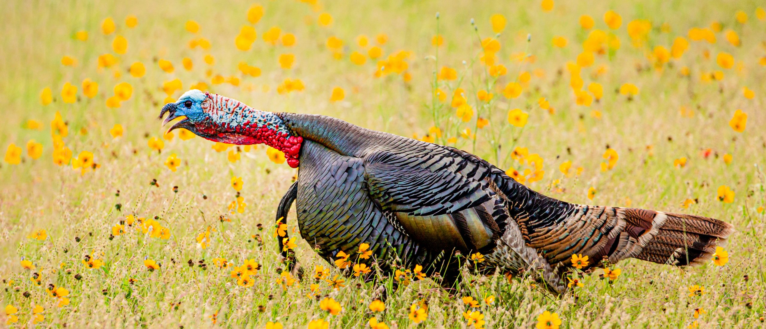 The Sounds of the Wild Turkey - The National Wild Turkey Federation