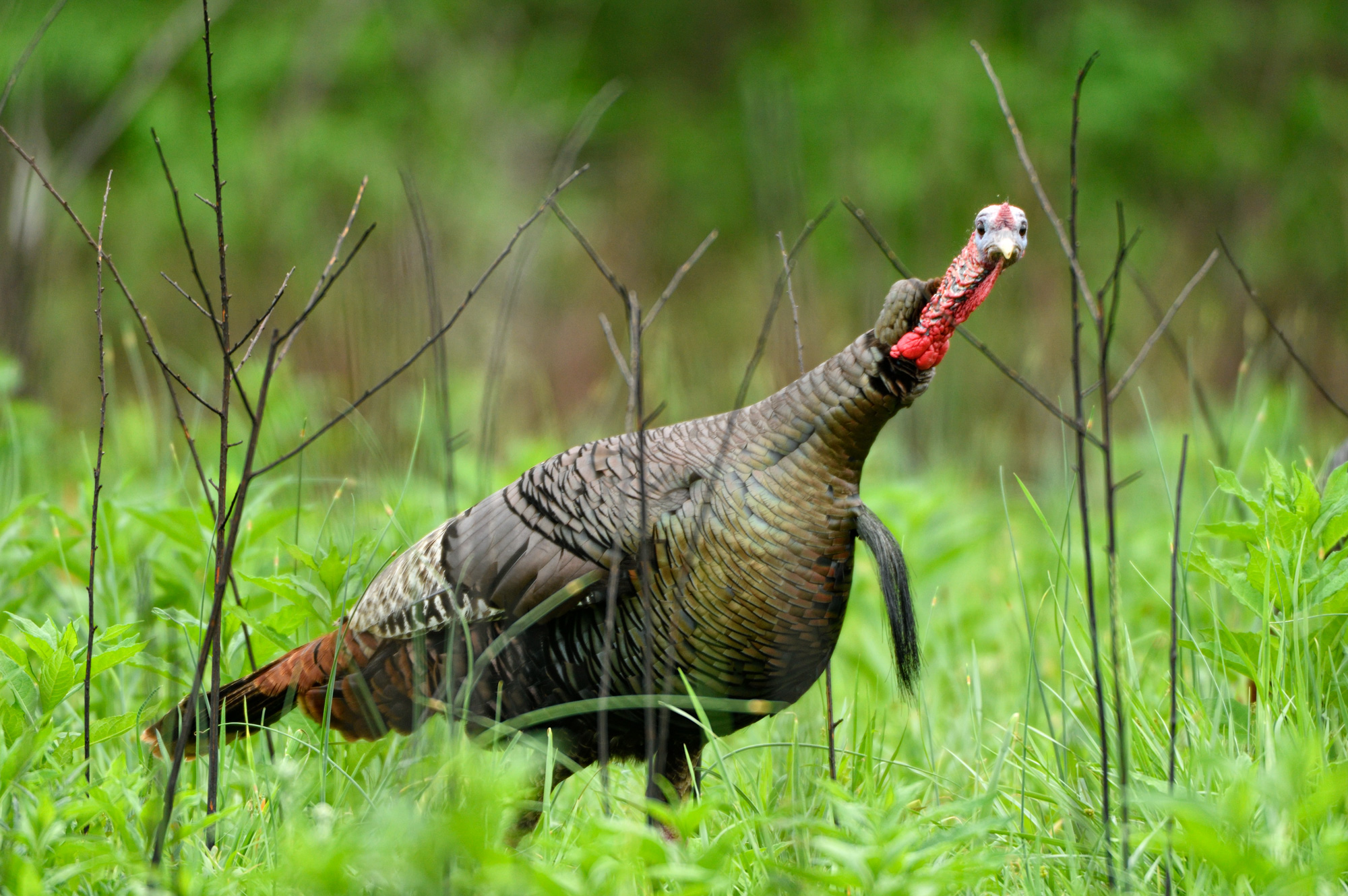 wild-turkey-body-language-the-national-wild-turkey-federation