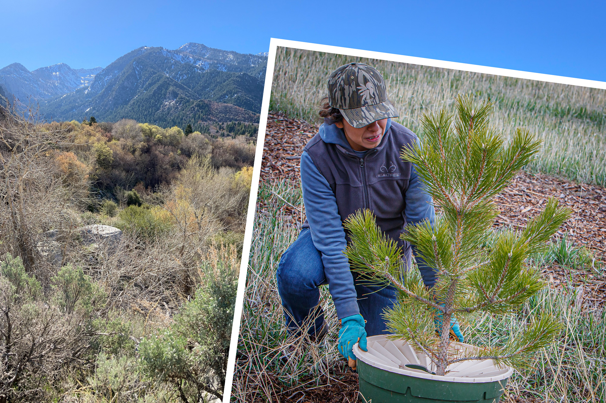 woman planting a tree during NWTF conservation project in Idaho