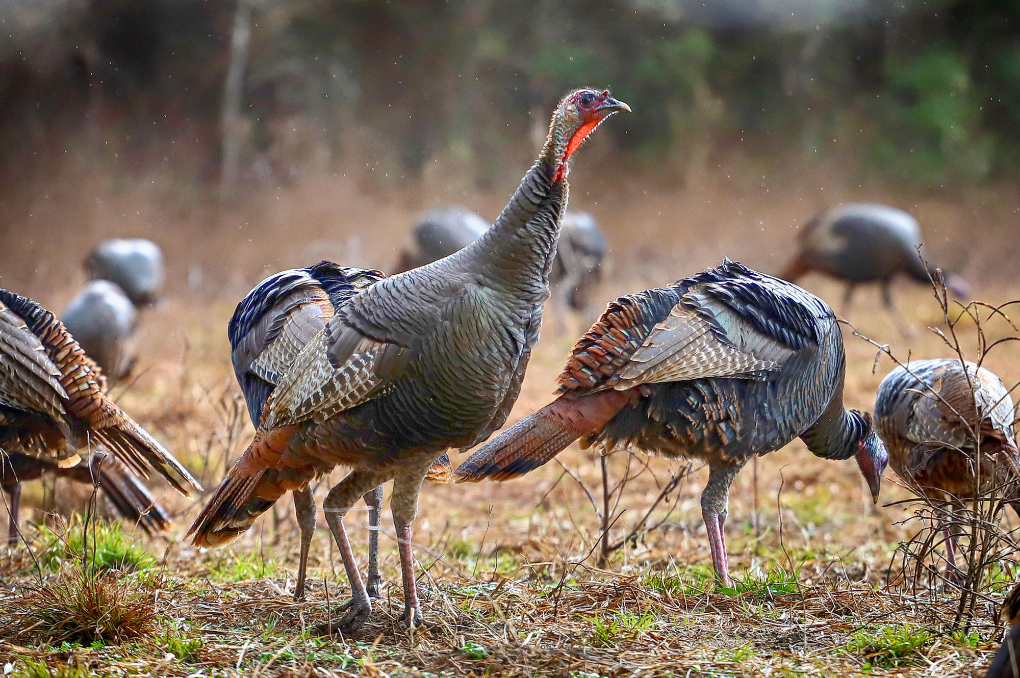 flock of wild turkeys in a field