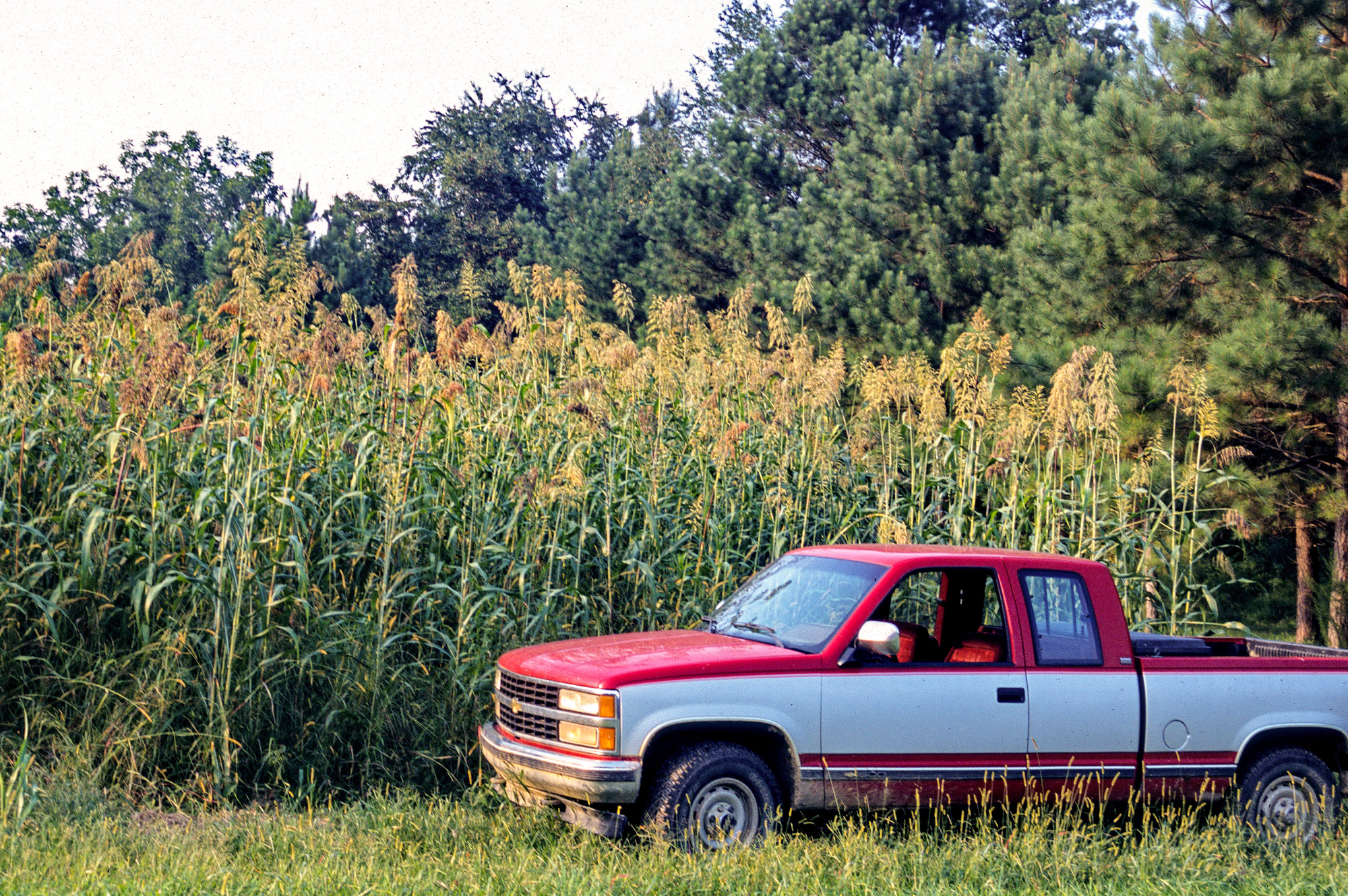 chevy truck next to a field of egyptian wheat