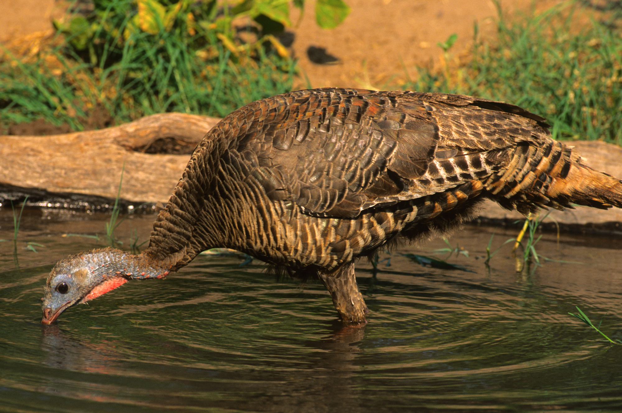 hen wild turkey drinking from a pond or stream