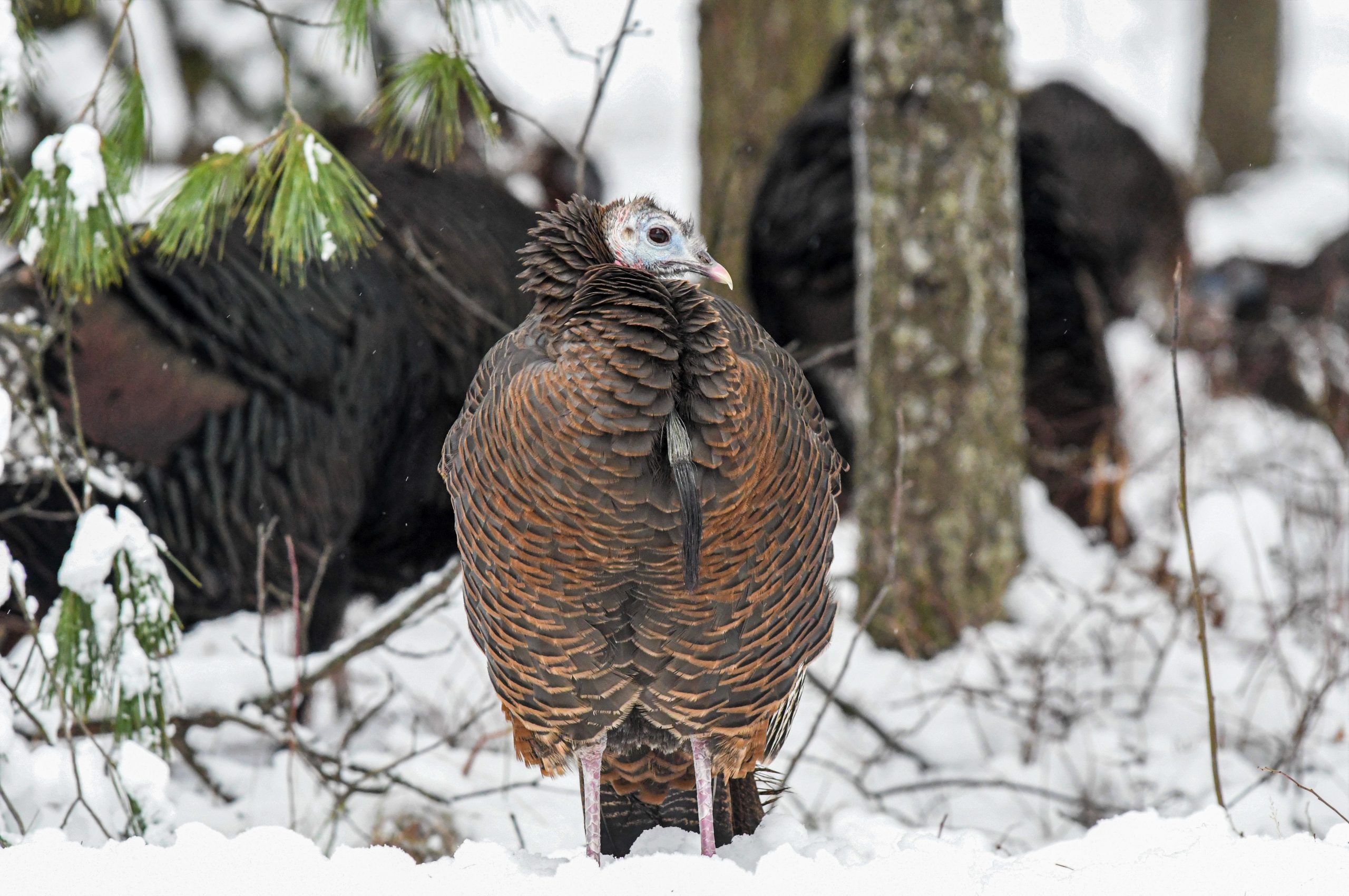 hen turkey in the snow