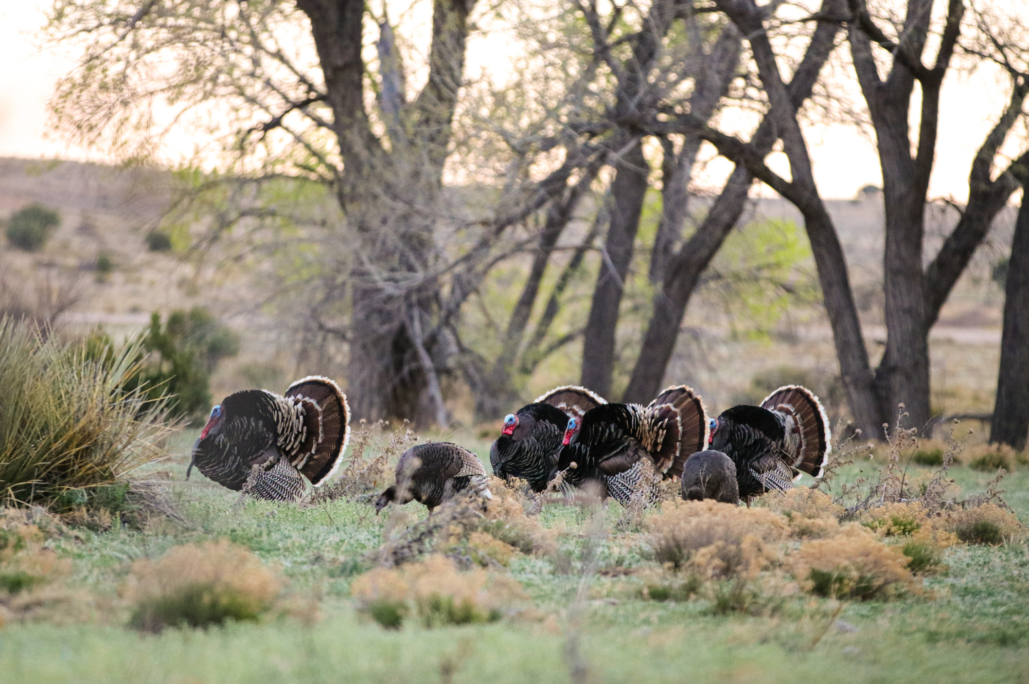 National Wild Turkey Federation Headquarters