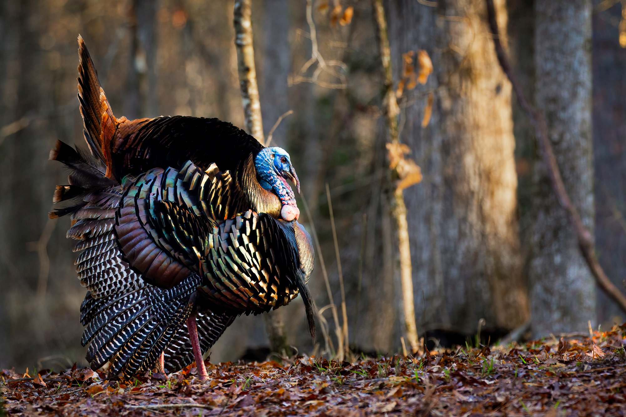 eastern wild turkey strutting in the timber