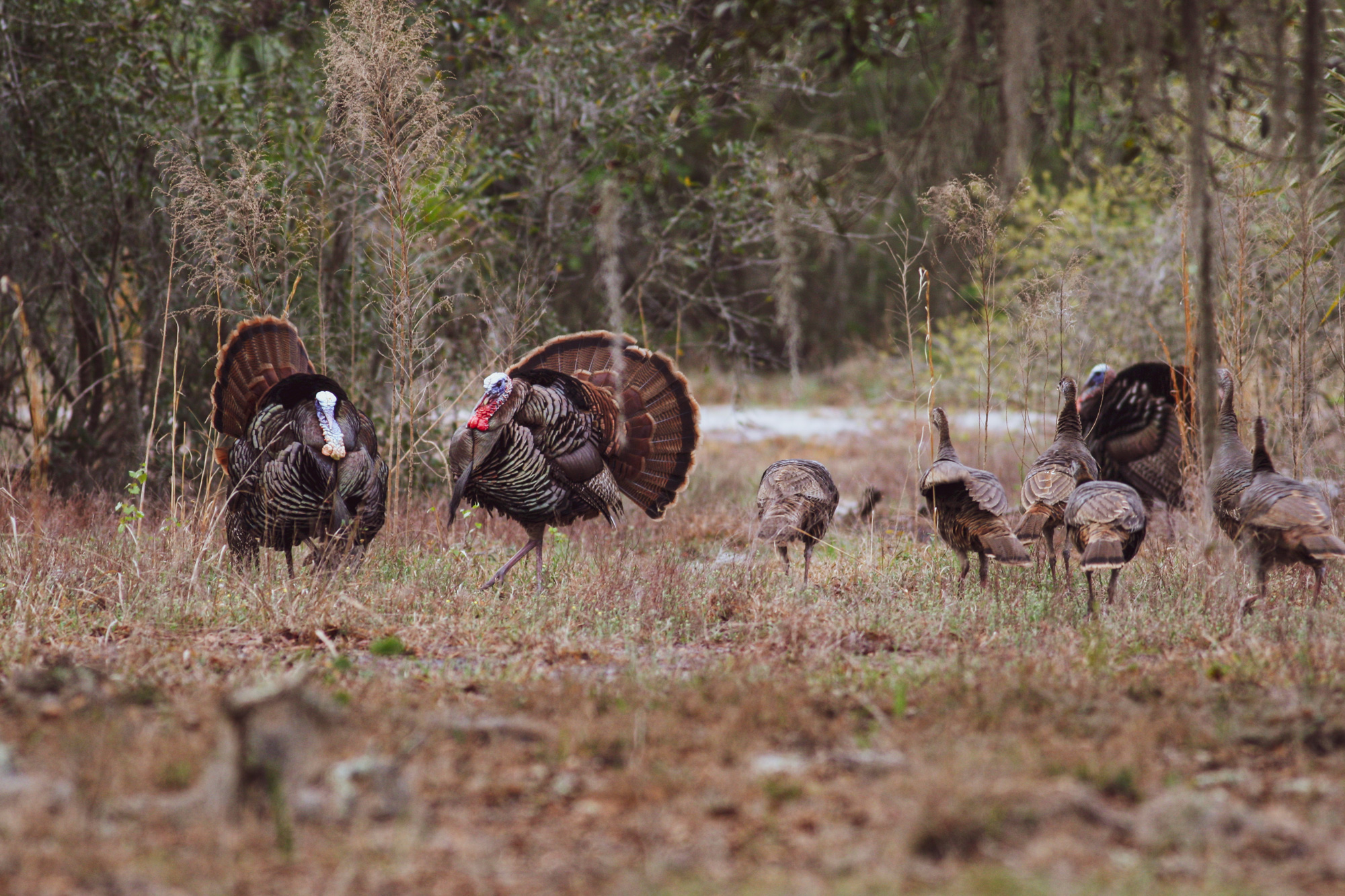 three gobblers and six hens on a field edge