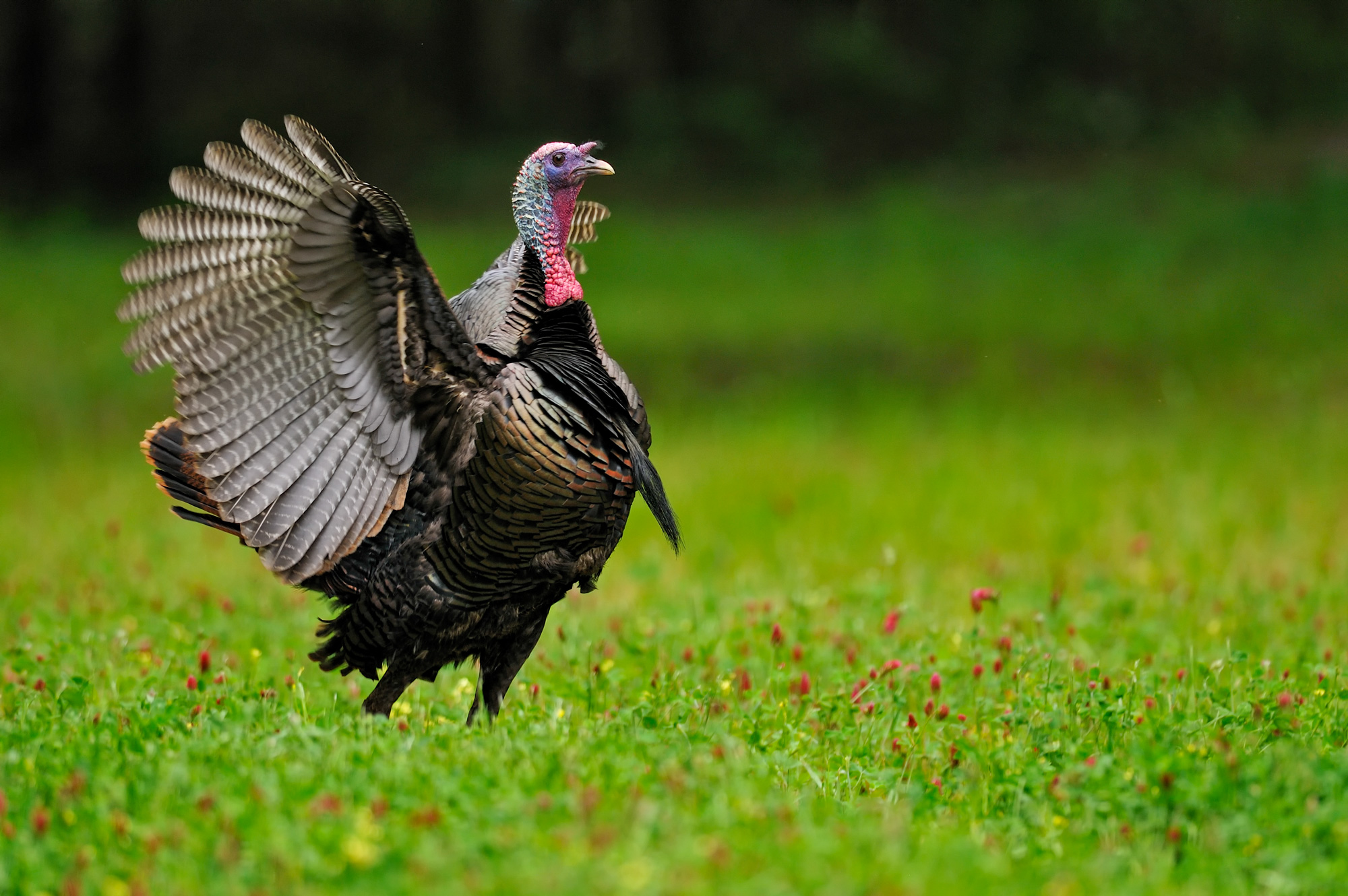 turkey in a field with wings spread