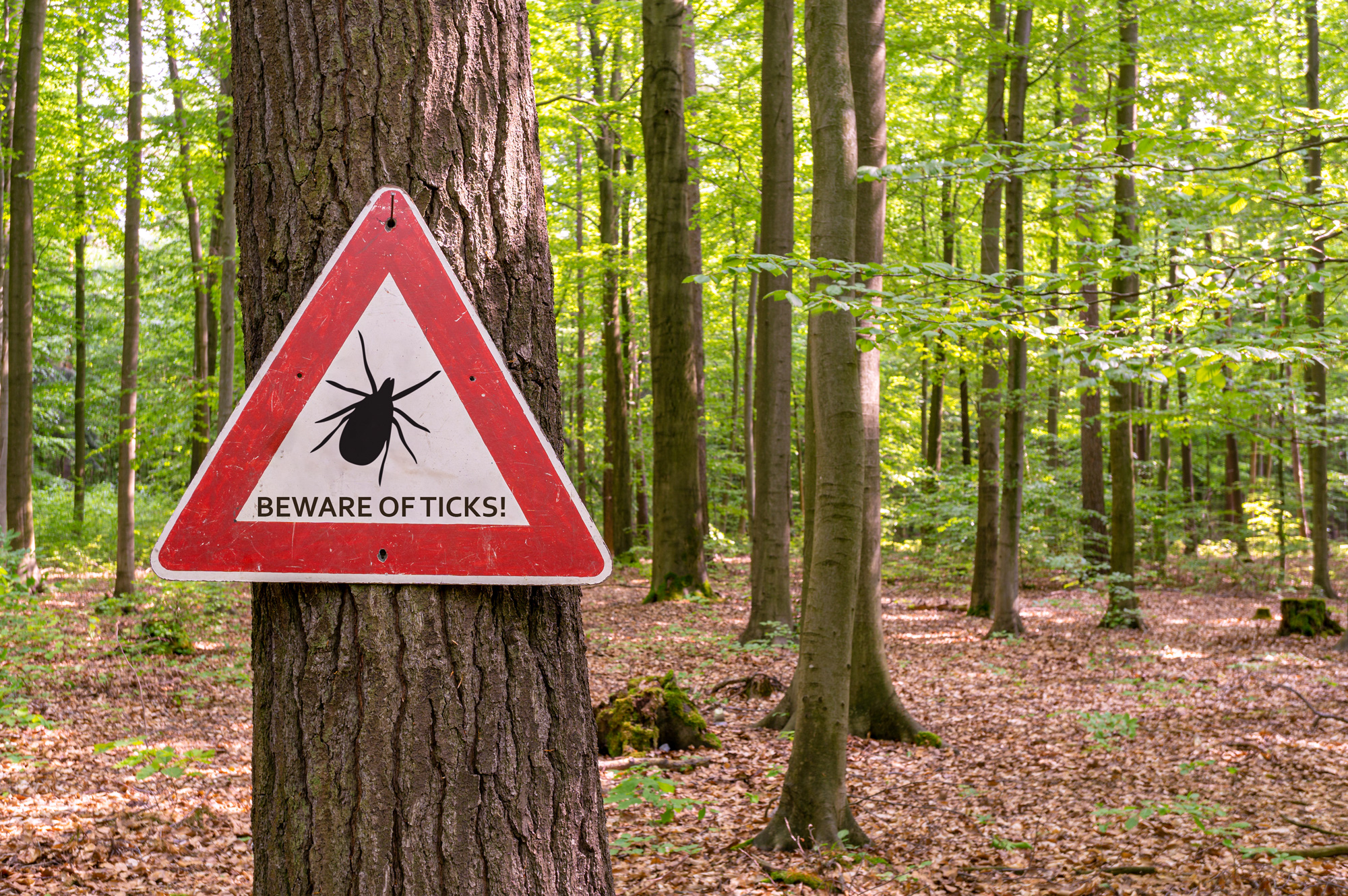 "beware of ticks" sign on a tree in the woods