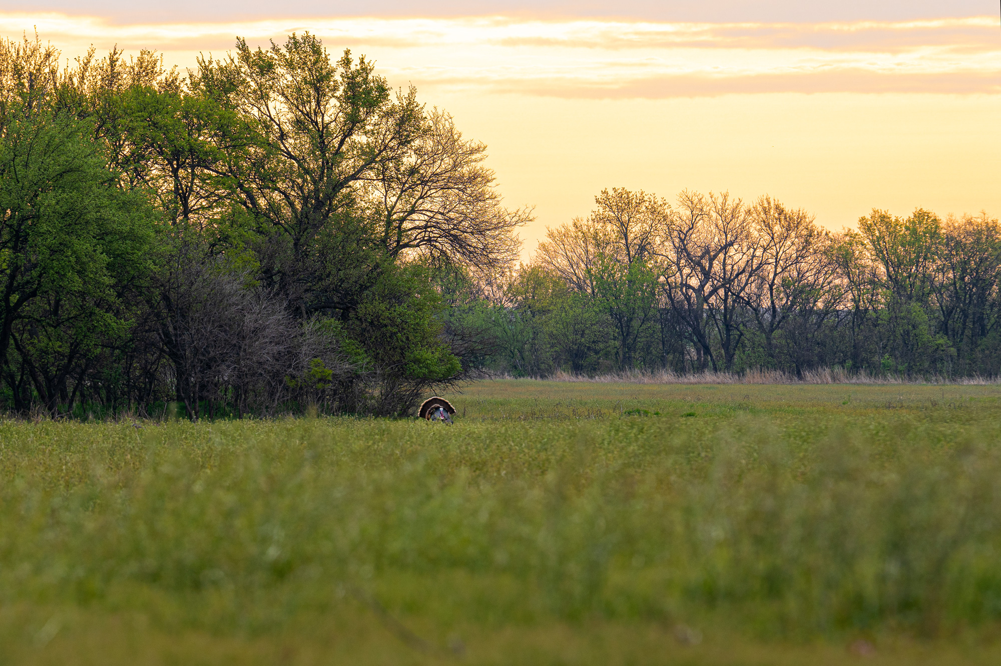 Wild Turkey Habitat - The National Wild Turkey Federation