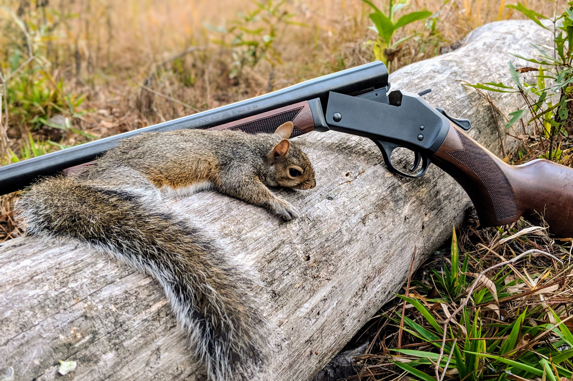 a harvested squirrel and a single barrel shotgun on a log