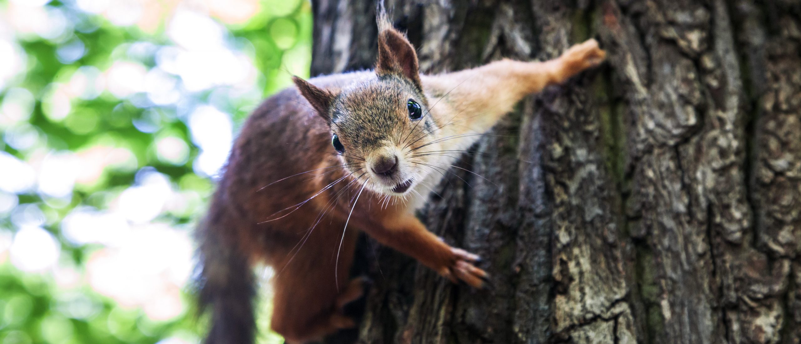 squirrel on a tree