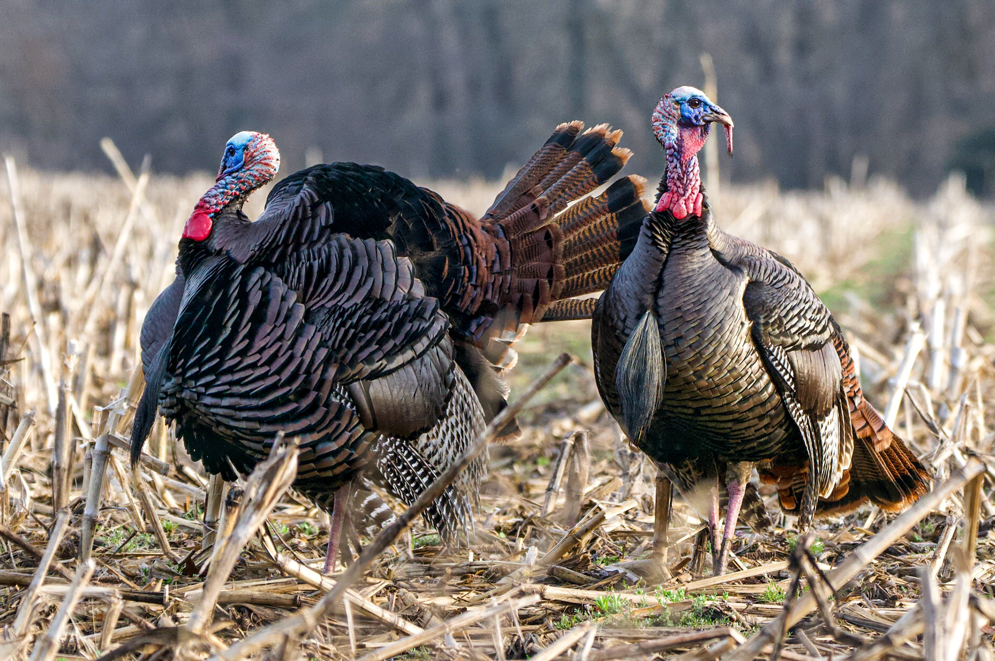 A Week to Remember - The National Wild Turkey Federation