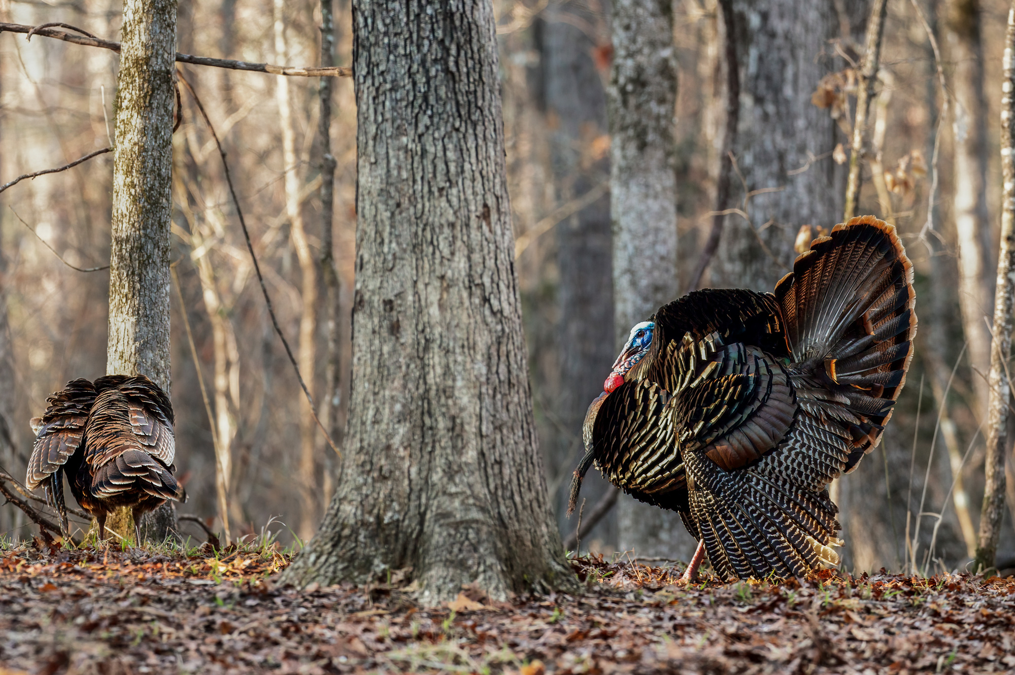 male wild turkey strutting in the tiimber