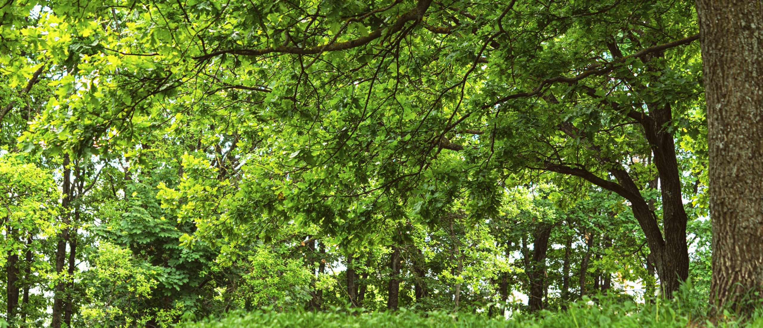 hardwood forest