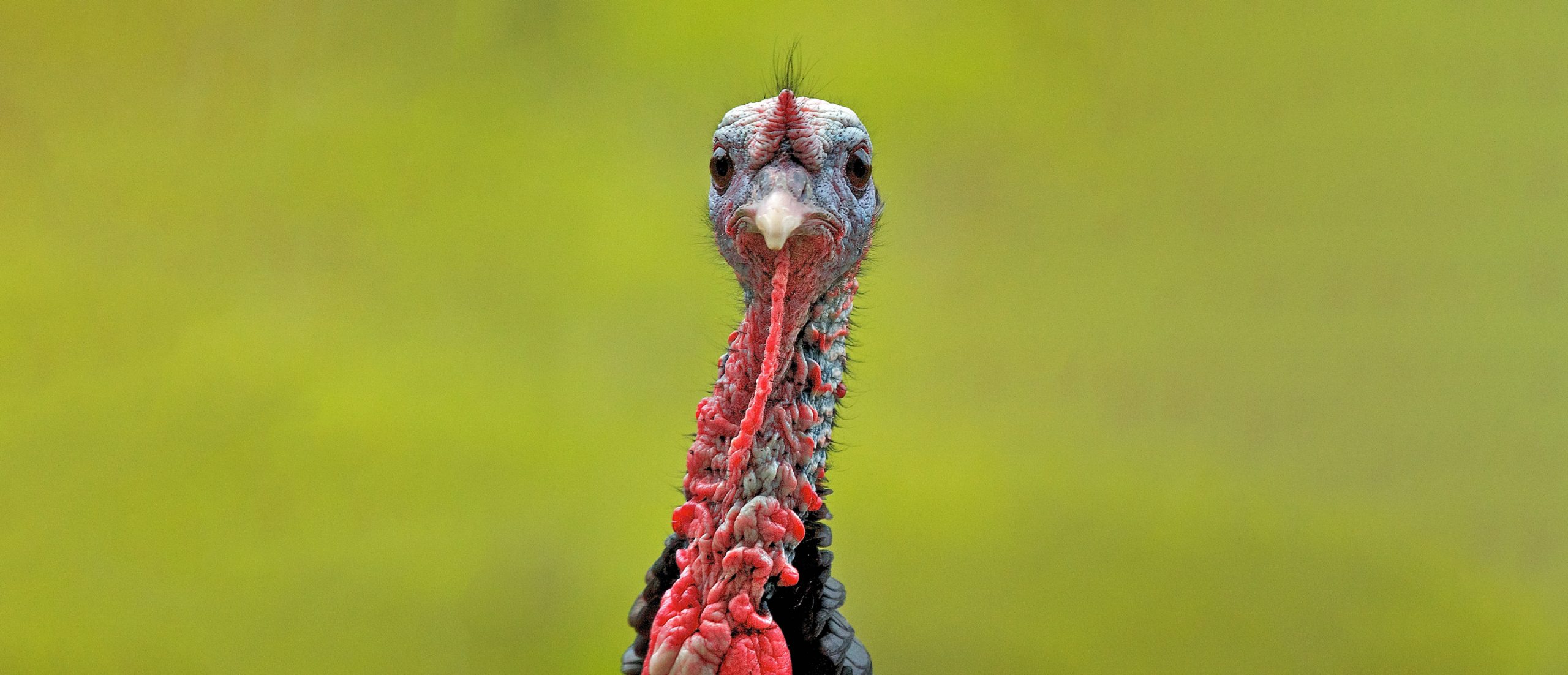 closeup of a male wild turkey