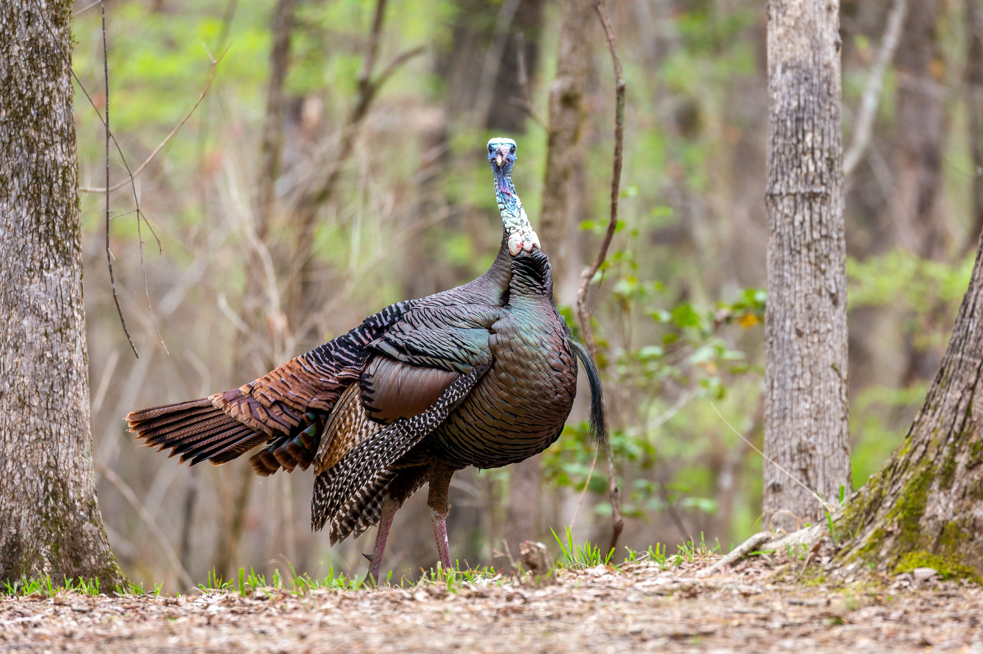 male turkey in harwoods