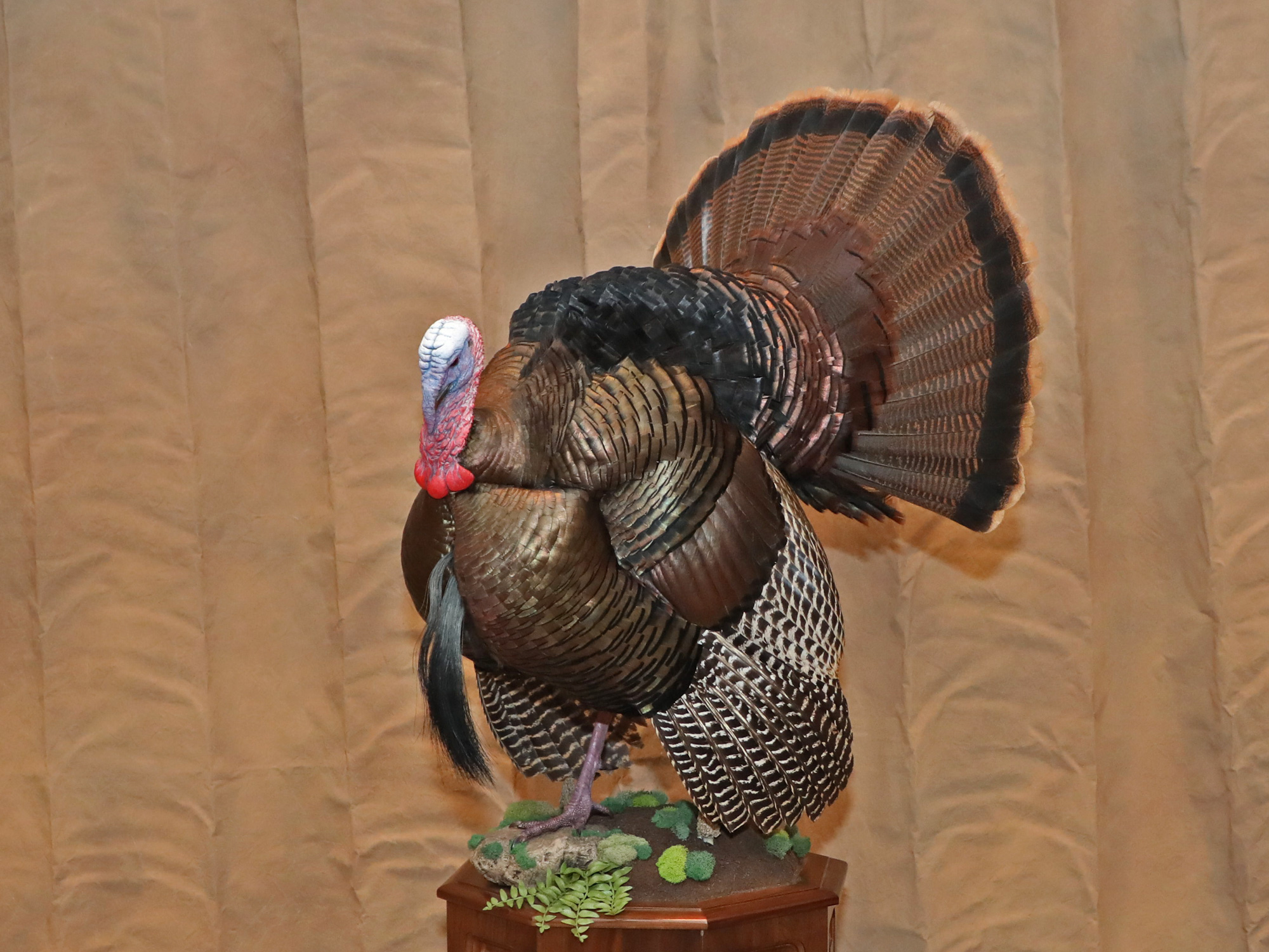 2022 Taxidermy Competition Winners The National Wild Turkey Federation