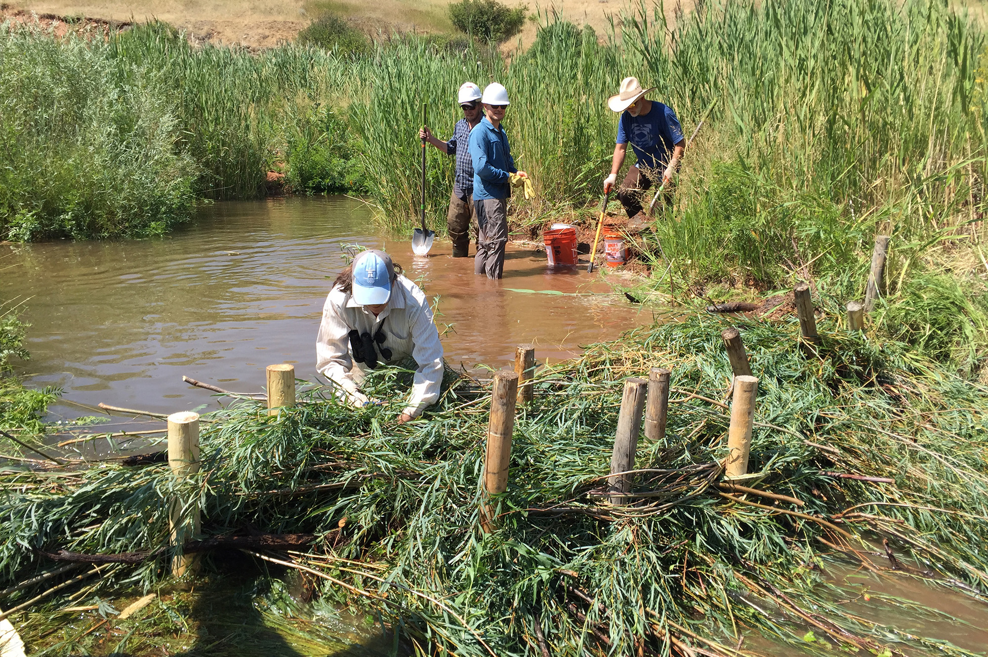 Restoring the Emerald Islands in the Sagebrush Sea - The National Wild ...