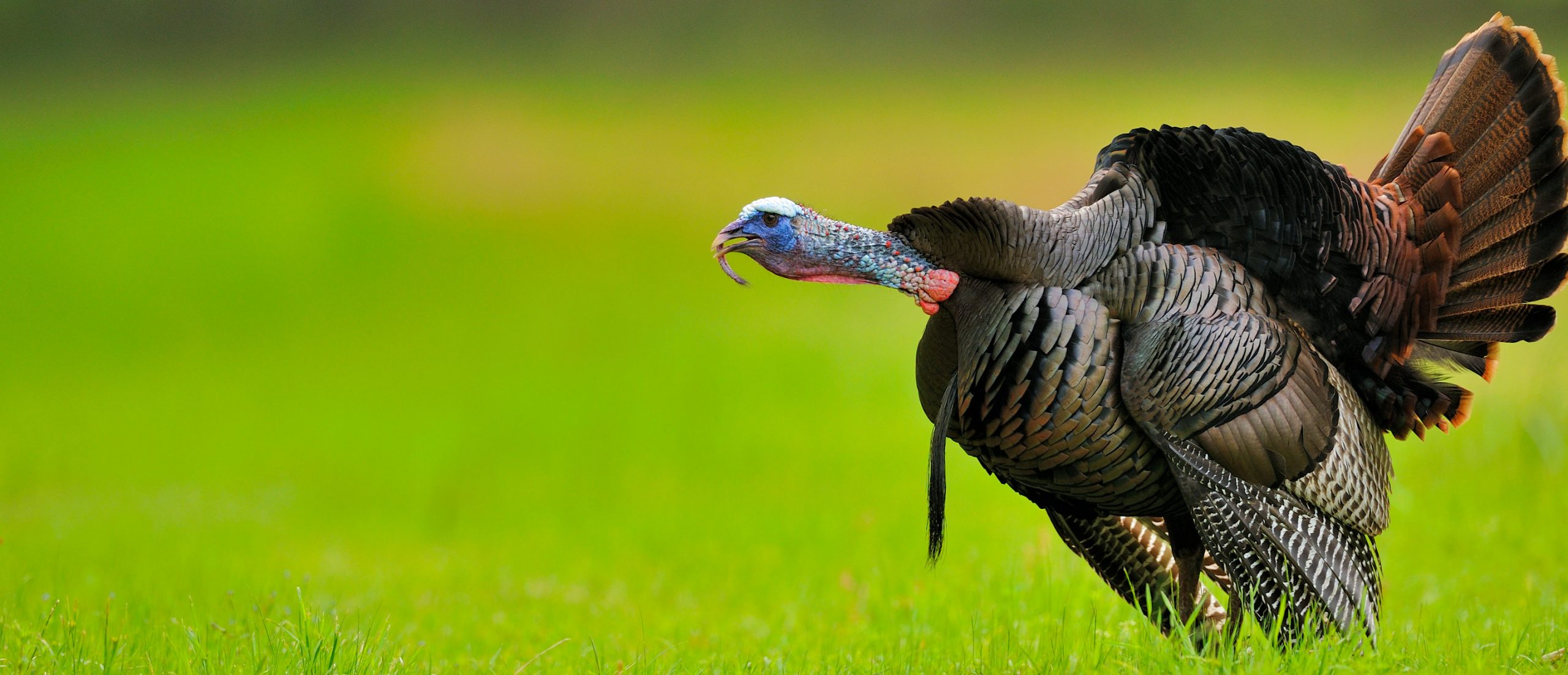 The Gobbling Chronicles The National Wild Turkey Federation