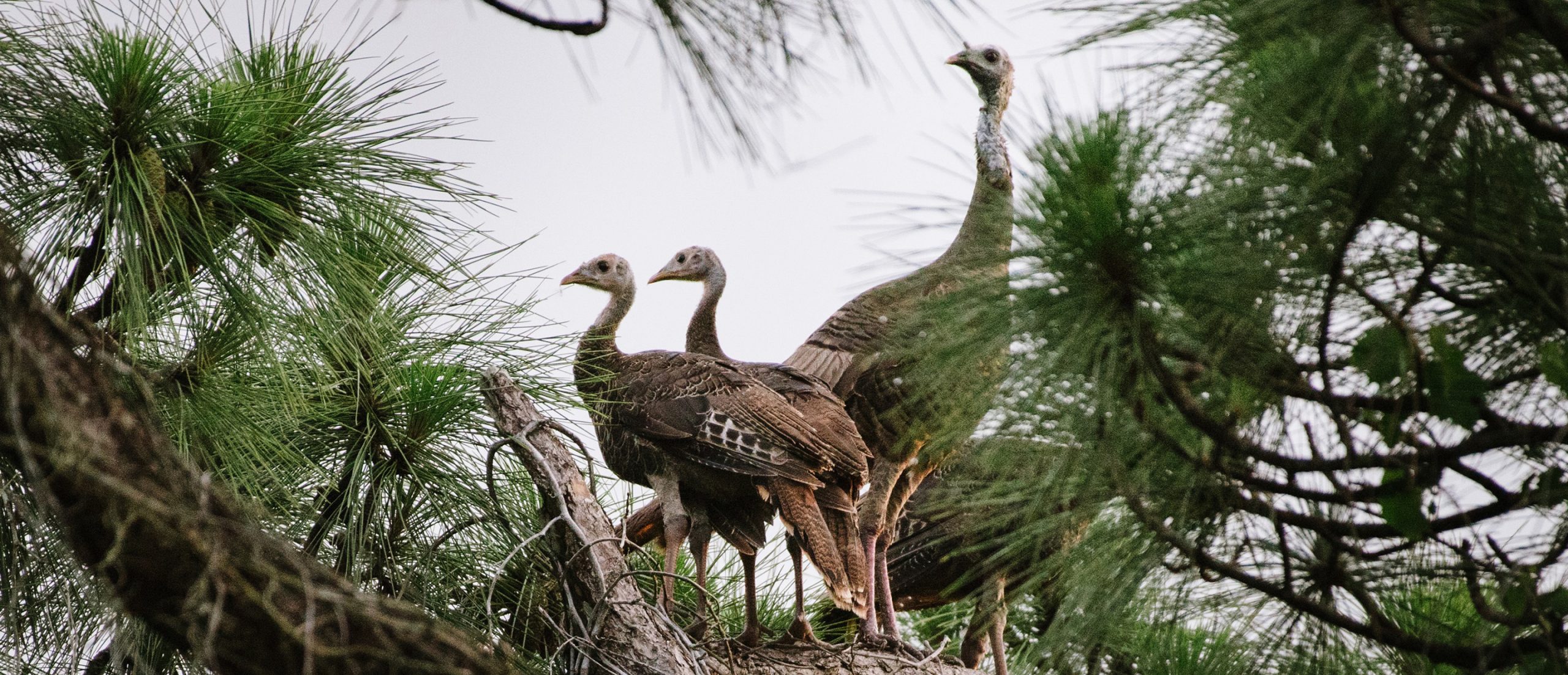 Pioneering Wild Turkey Research Underway In Mississippi - The National ...