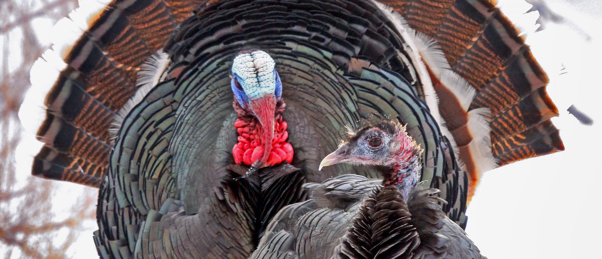 the-national-wild-turkey-federation-the-national-wild-turkey-federation