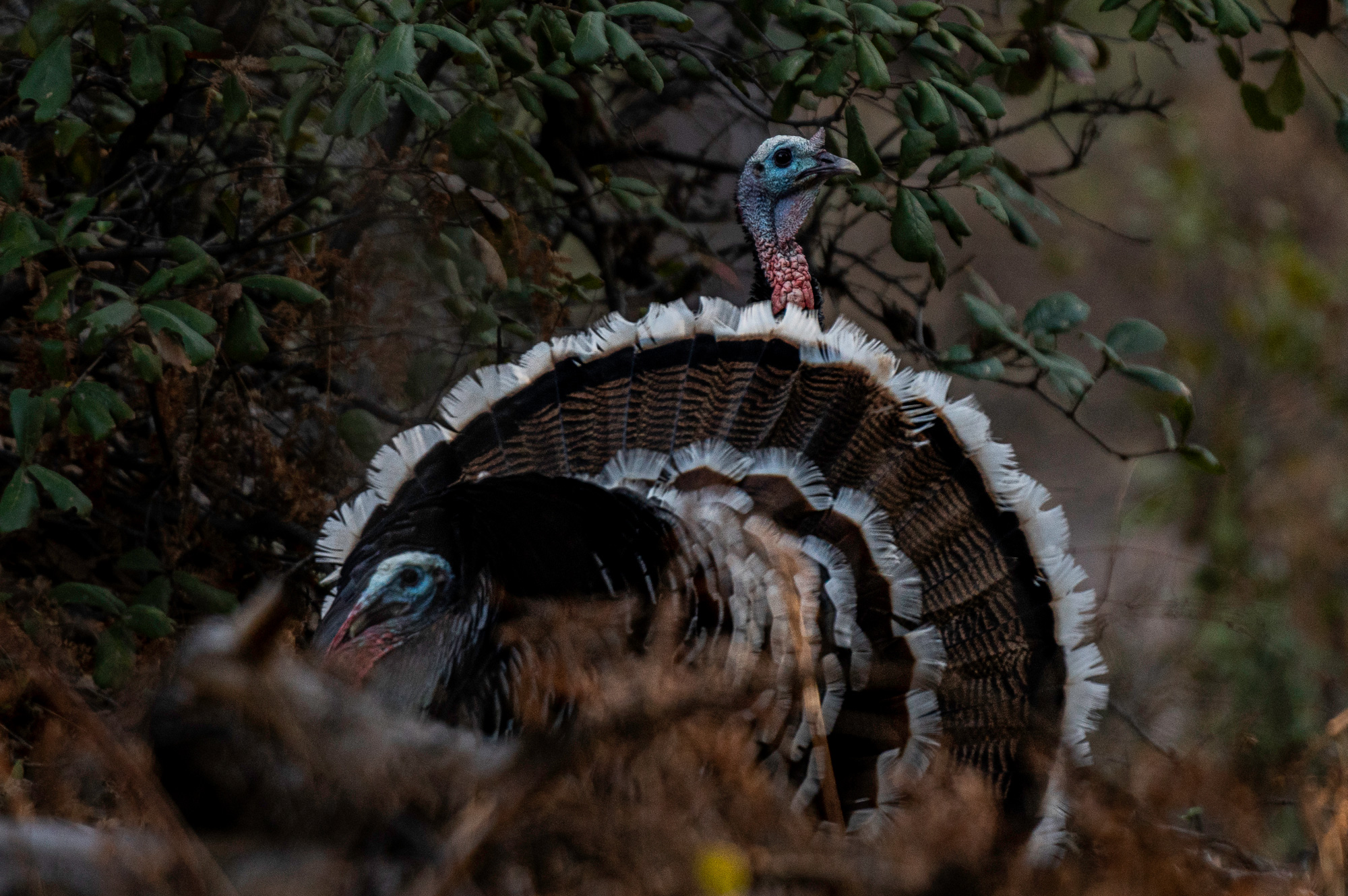 Huachuca Goulds, AZ The National Wild Turkey Federation