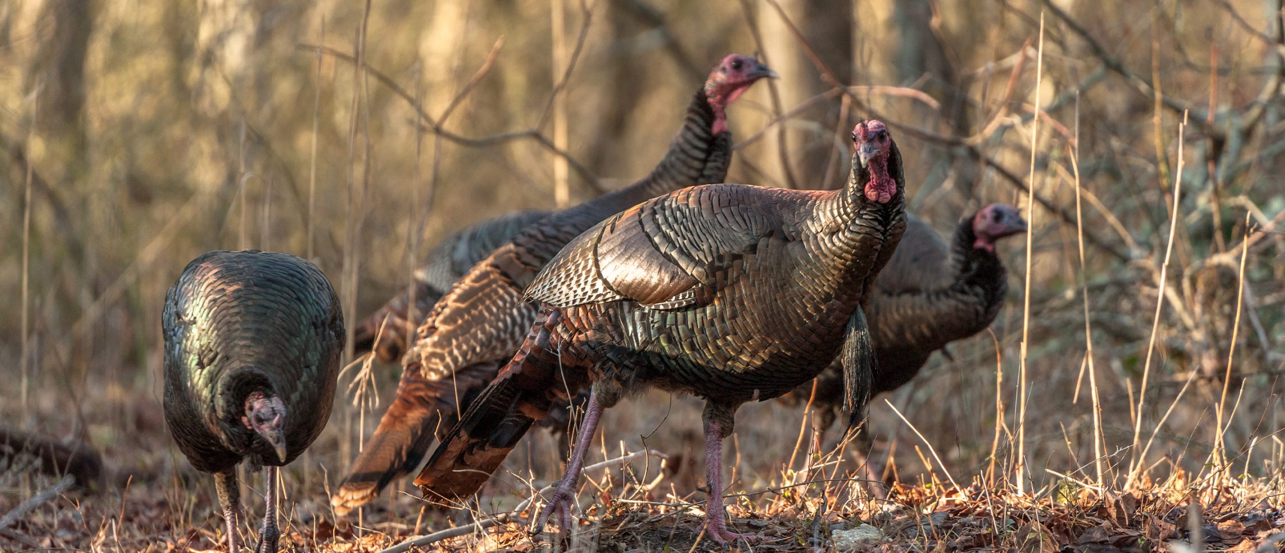 NWTF Minnesota State Chapter Dedicates $77,500 To Mission Delivery In ...