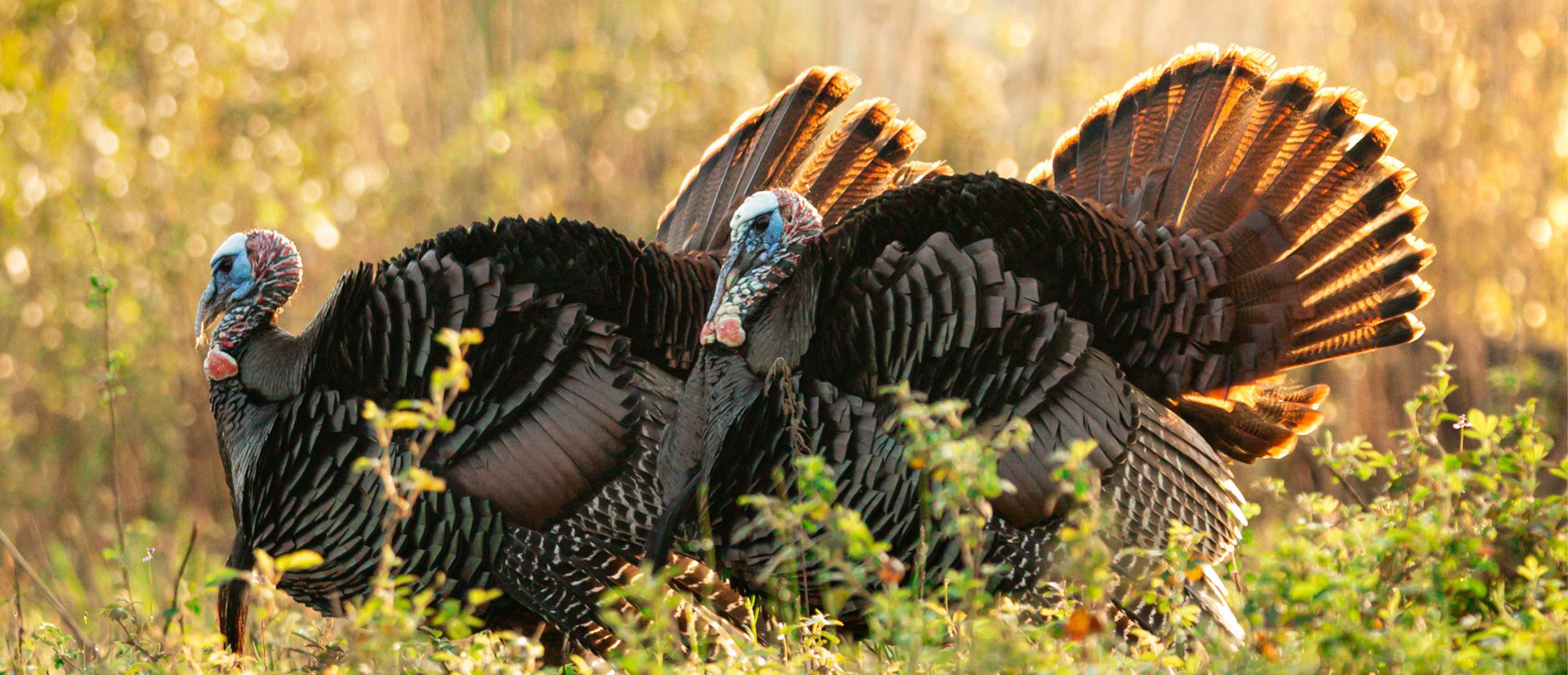 The NWTF South Carolina State Chapter Allocates 197,415 to Healthy