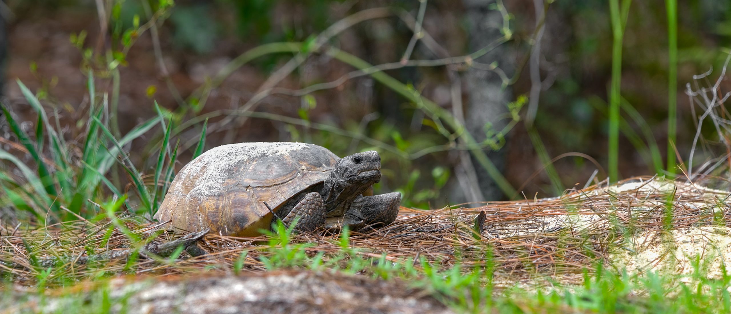 NWTF Aids In Keeping Gopher Tortoise Off Endangered Species List In ...