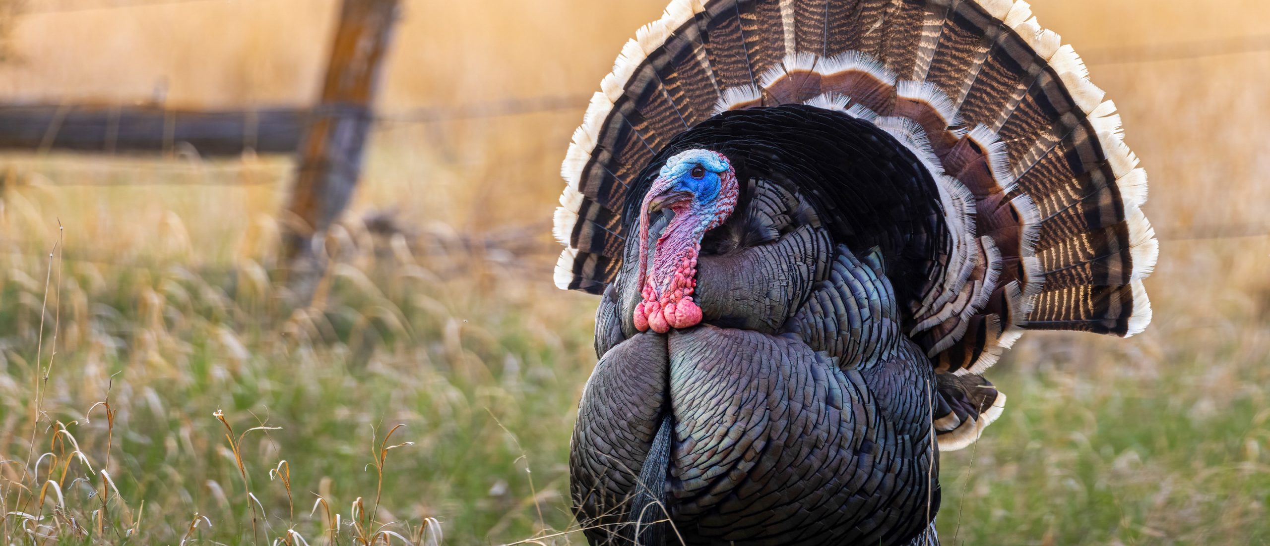 Largest Wild Turkey Research Project in Nebraska Underway The