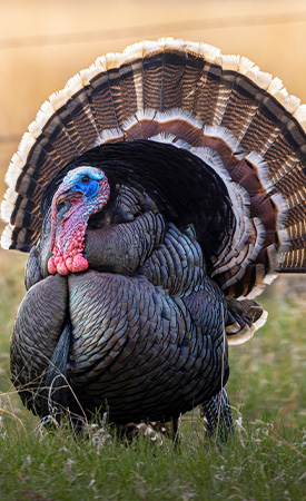 Need help with that bird? Nebraska Extension offers turkey tips