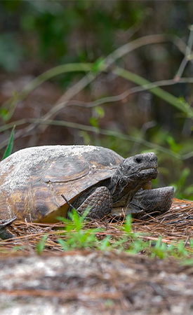 Nwtf Aids In Keeping Gopher Tortoise Off Endangered Species List In 