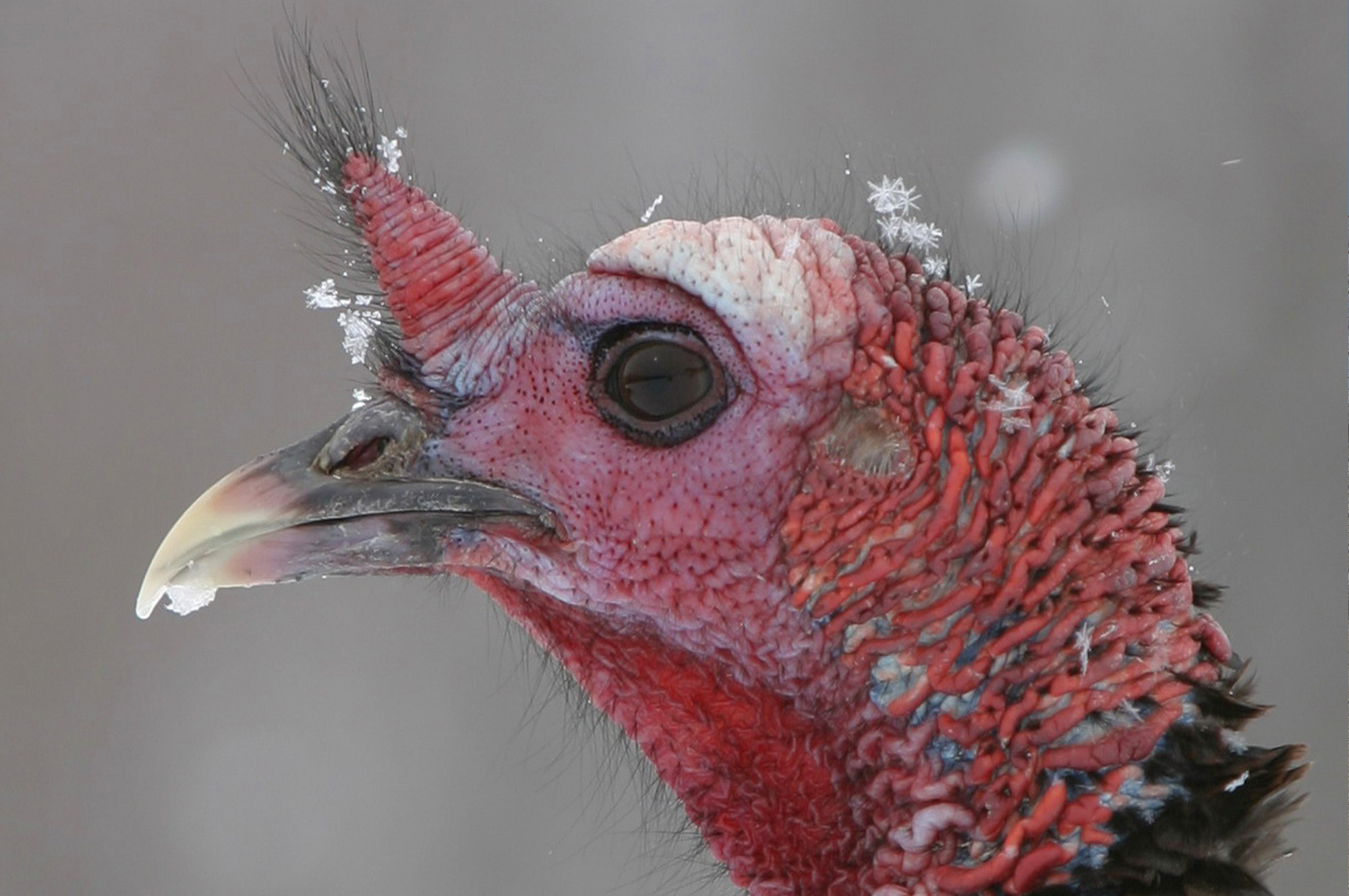 How Does A Turkey Hear? The National Wild Turkey Federation