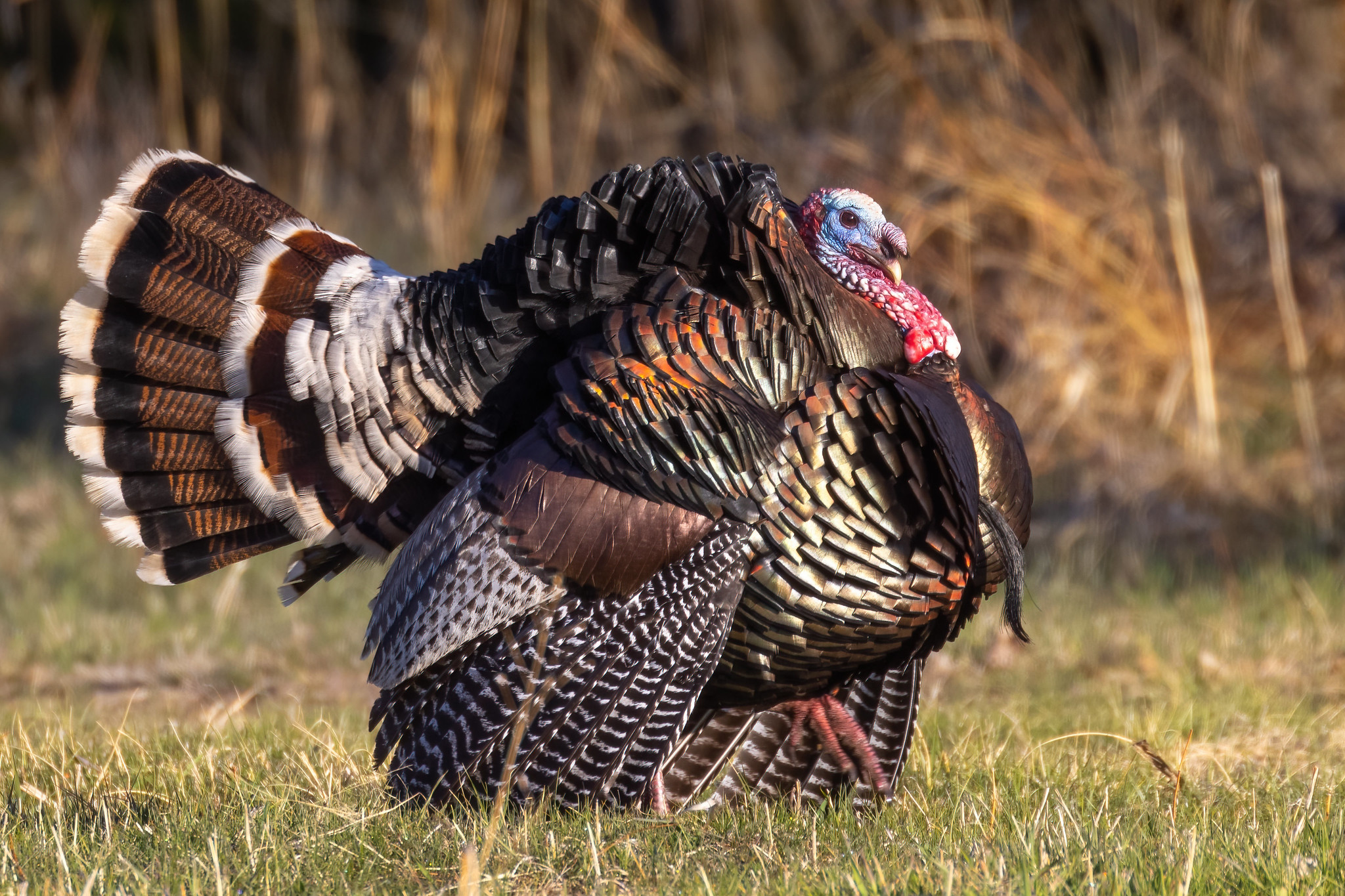 2023 Mother's Day Gift Guide - The National Wild Turkey Federation