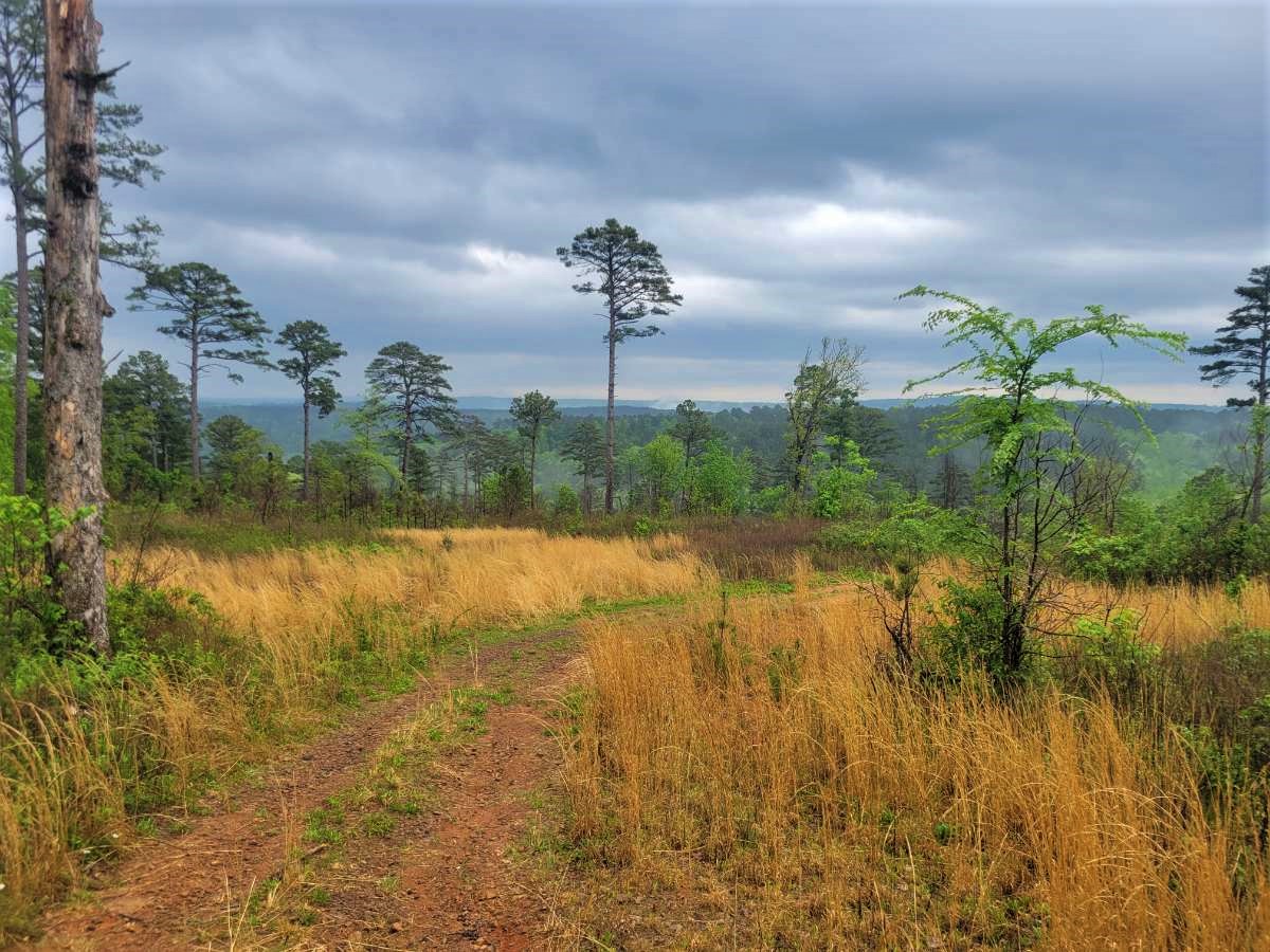 Navigating Public Lands as a New Hunter - The National Wild Turkey 