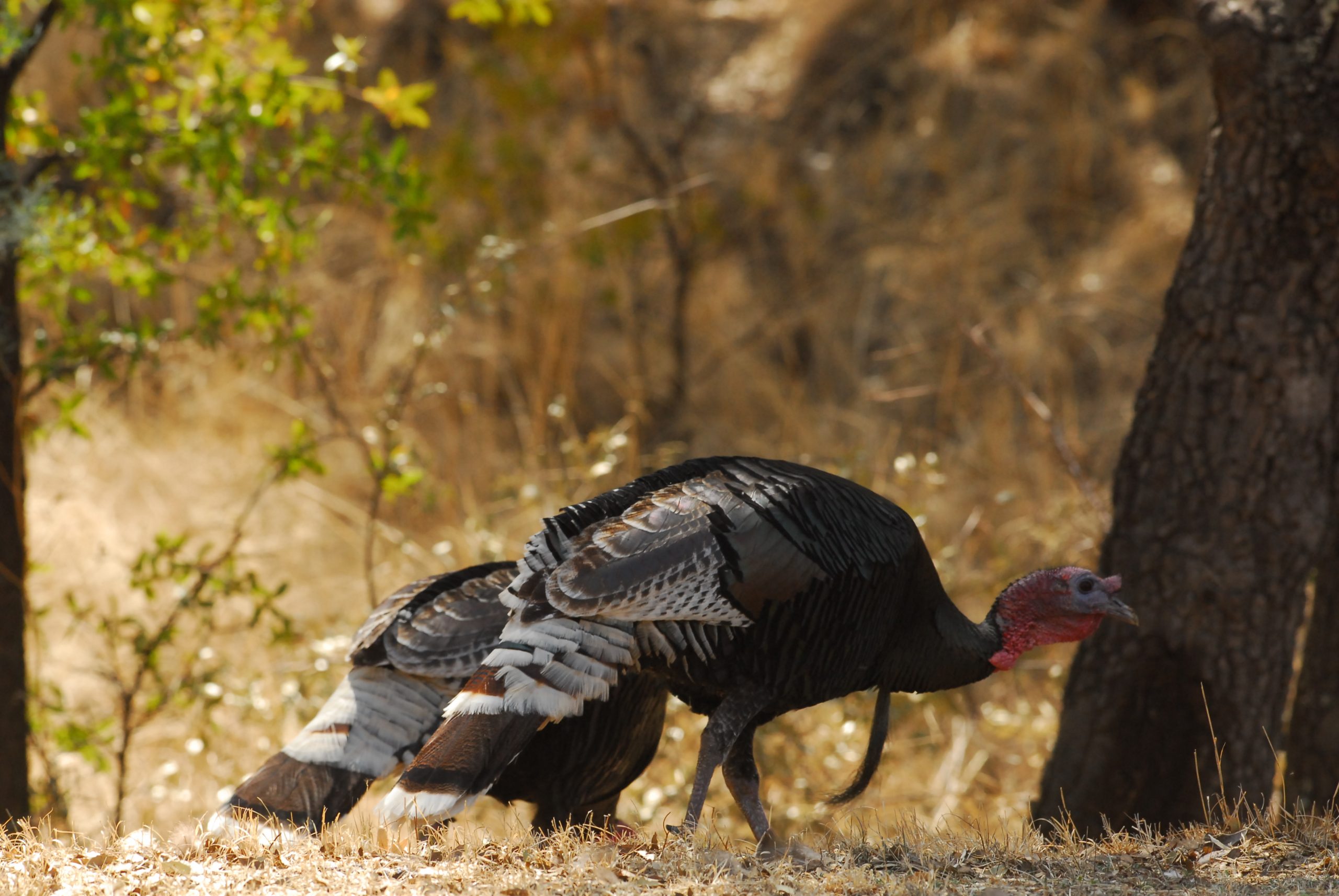 AZ Gould's wild turkey