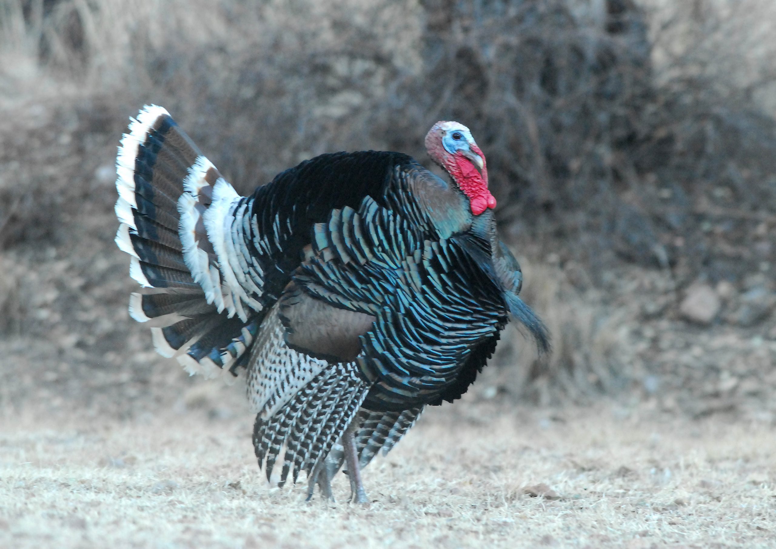 Gould's Turkey