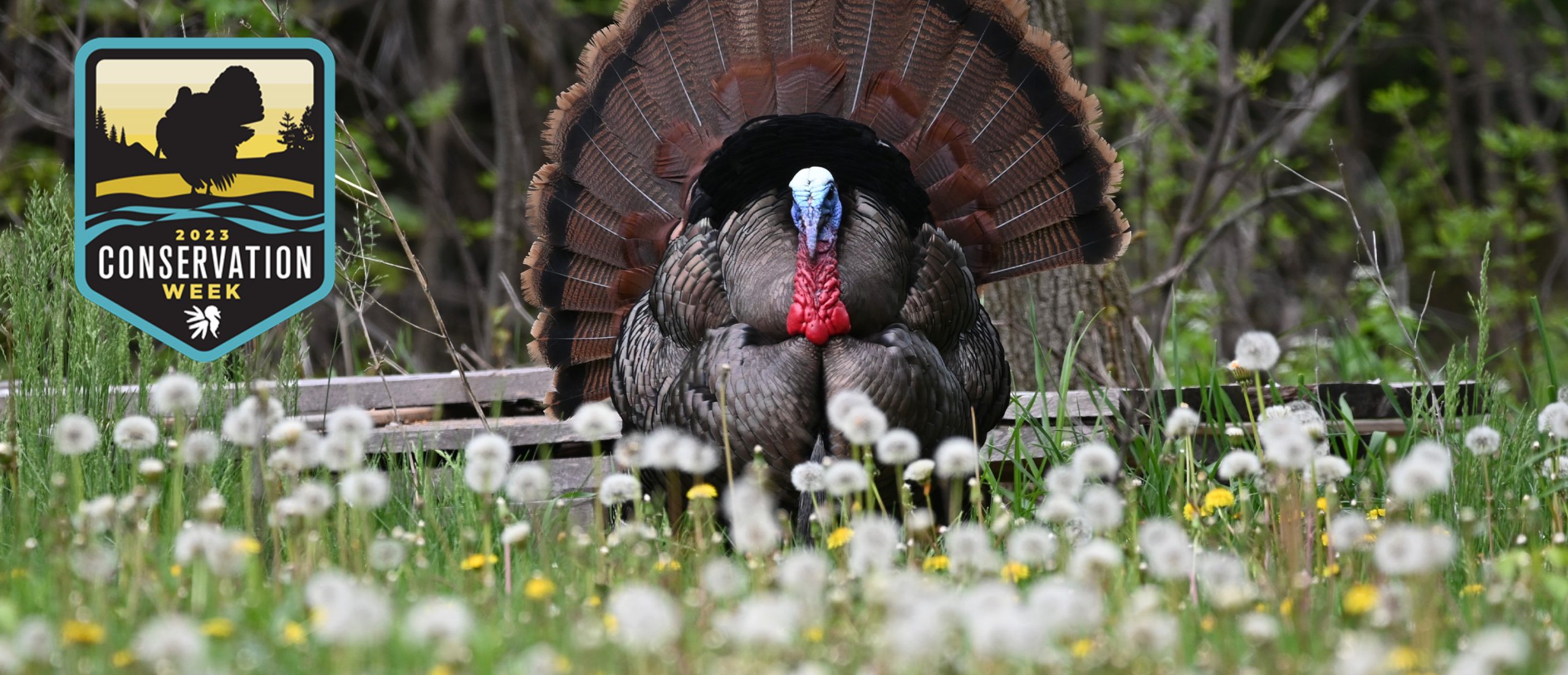 NWTF Announces Dates for its 2023 Conservation Week The National Wild