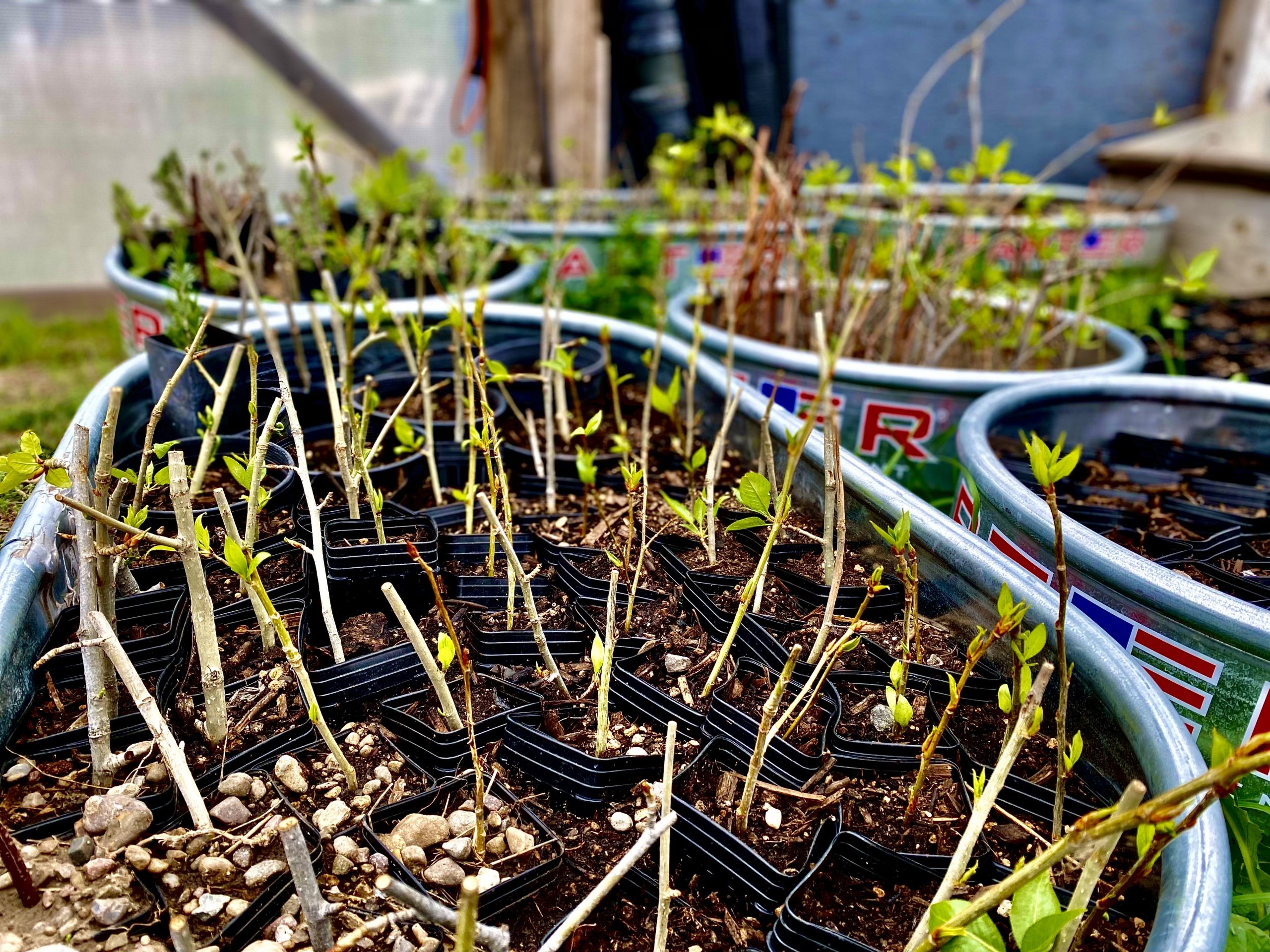 Propagated cottonwood trees in the greenhouse