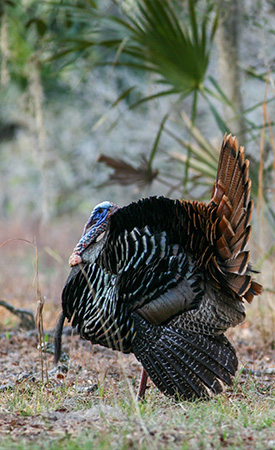 A strutter in Florida