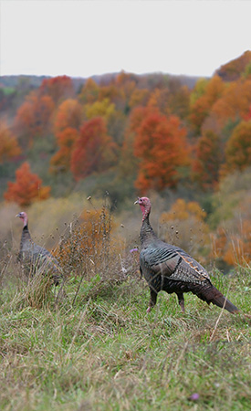 Fall Turkey Hunting In The Crosshairs: Will Canceling Autumn Seasons ...